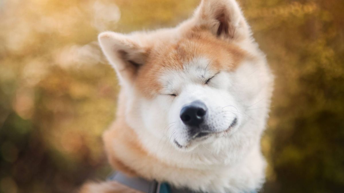 1200x675 Akita: Breed profile