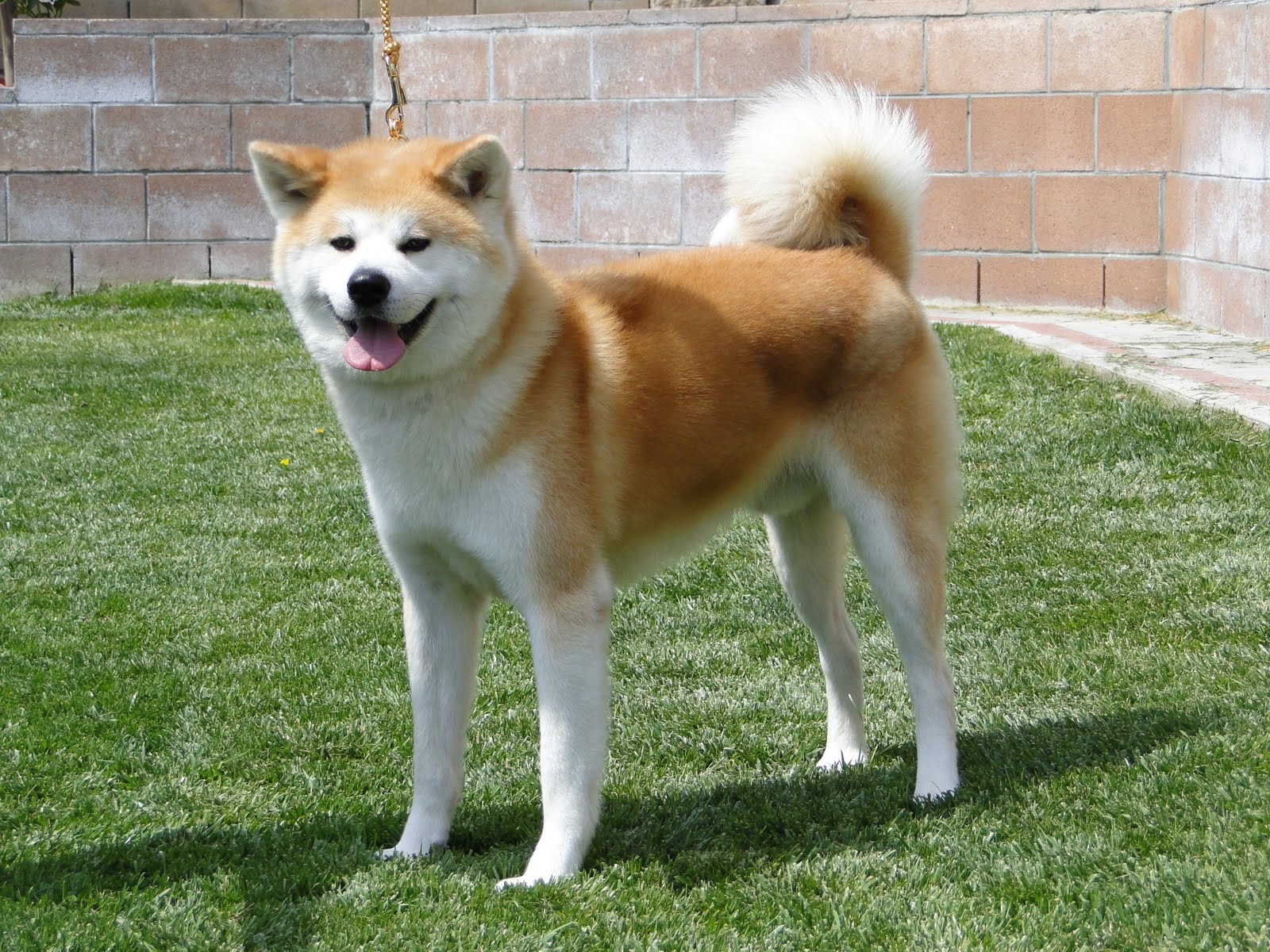1600x1200 Akita Dog Breed 28 Cool Wallpaper