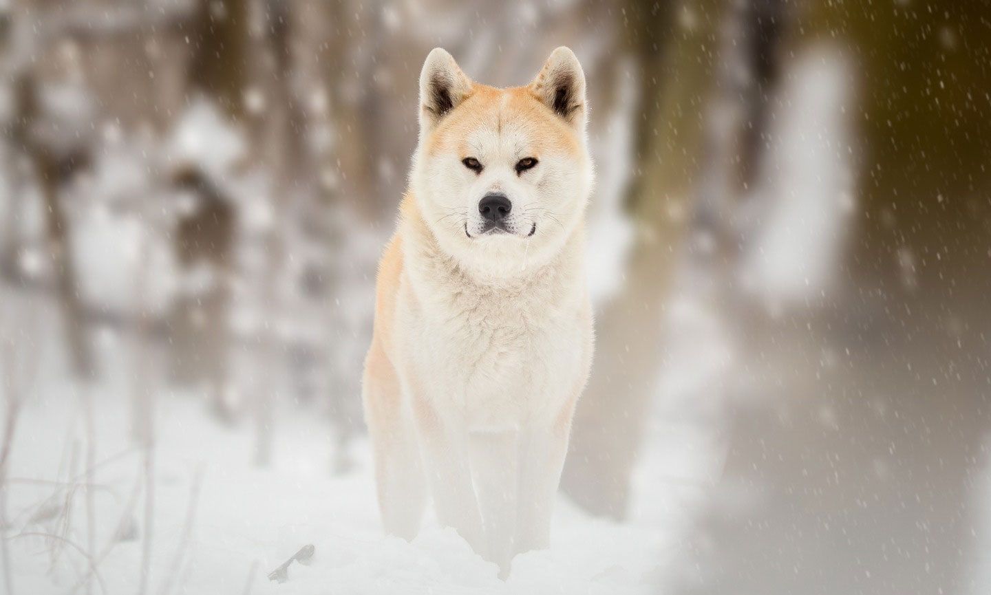 1440x865 Akita Breed: Characteristics, Care & Photo