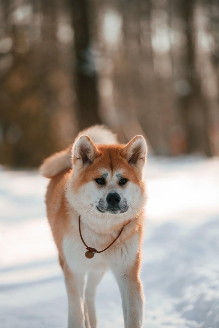 740x1110 Akita dog breed Image