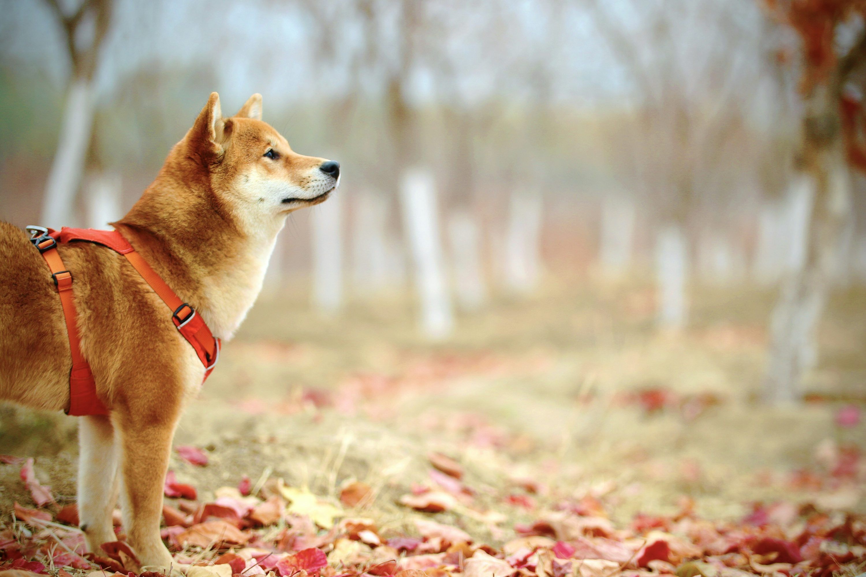 3000x2000 Adult Short Coated Red Akita Inu Dog On Field Photo