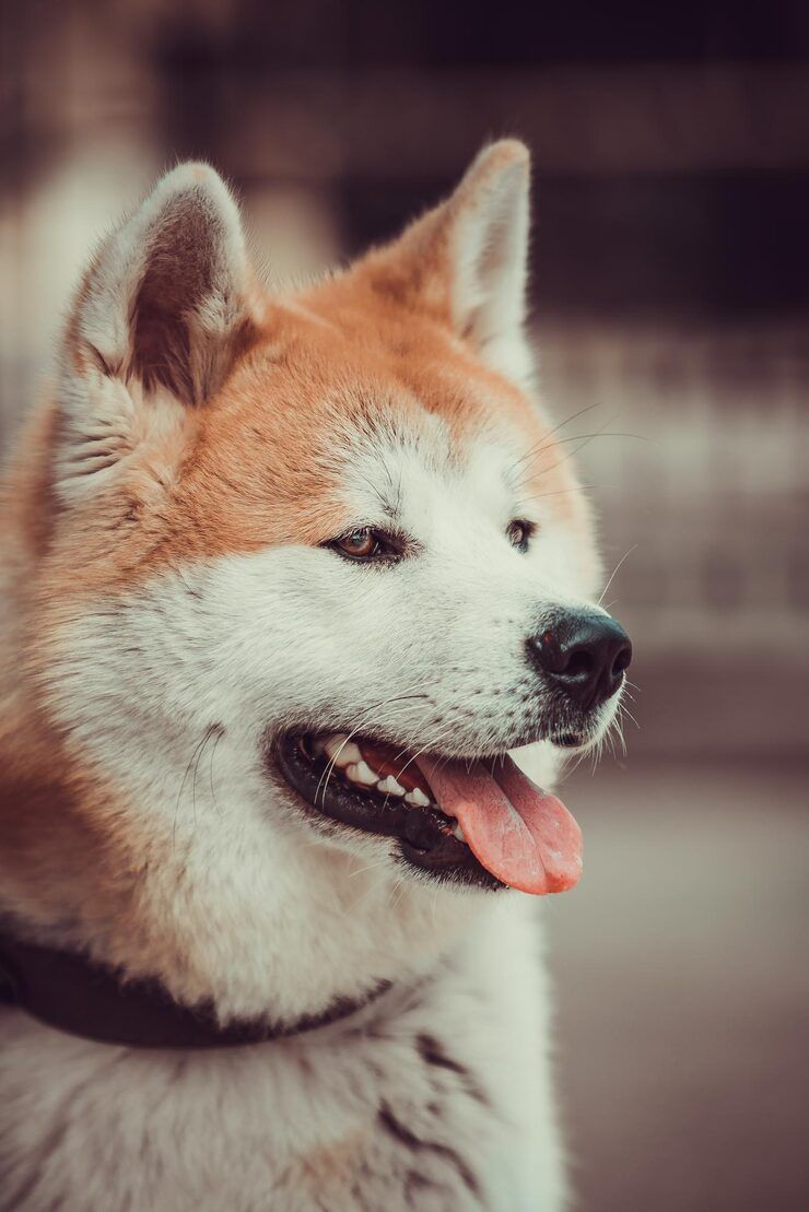 740x1109 Cute american akita dog Image