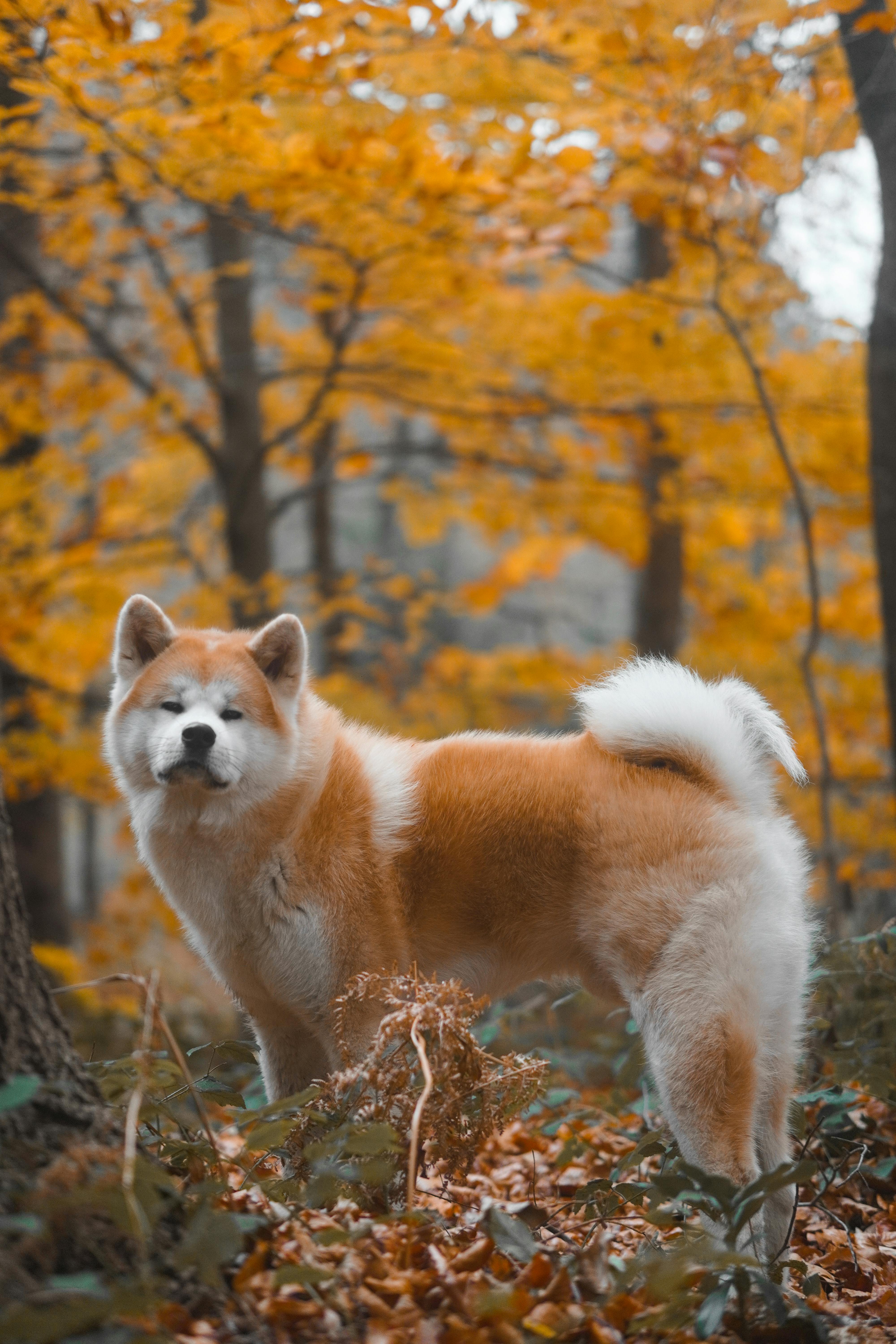 4000x6000 An Akita Inu in the Woods · Free
