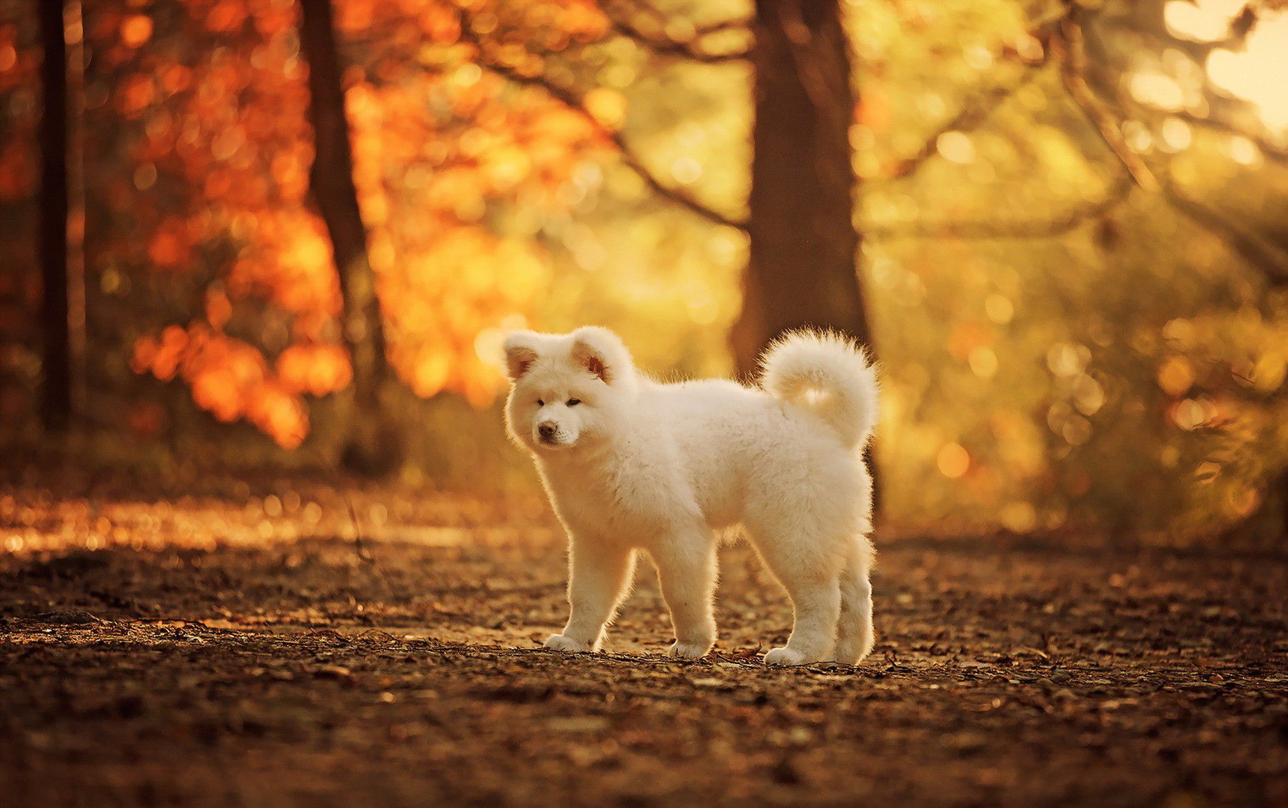1860x1167 HD Akita Puppy: Adorable Dog Wallpaper