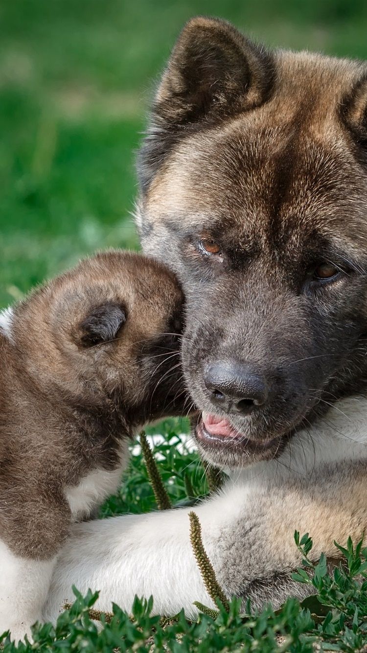 750x1334 American Akita Dog, Mother And Puppy 750x1334 IPhone 8 7 6 6S Wallpaper, Background, Picture, Image