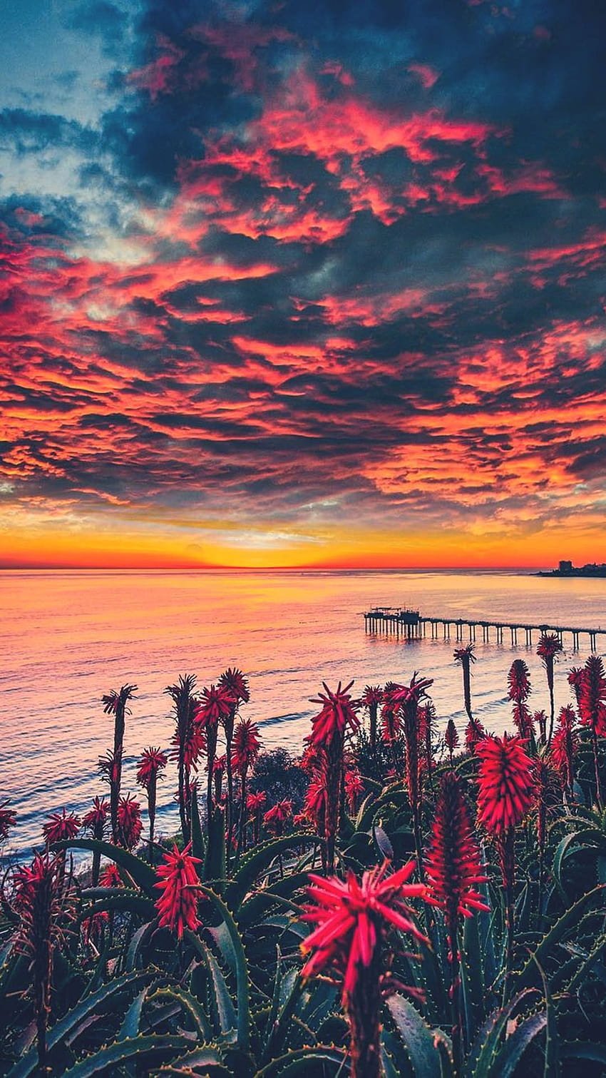 850x1511 The iPhone San Diego California, san diego iphone HD phone wallpaper