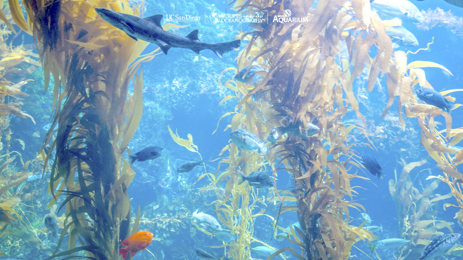 1920x1080 San Diego Zoom Background for Distance Learning