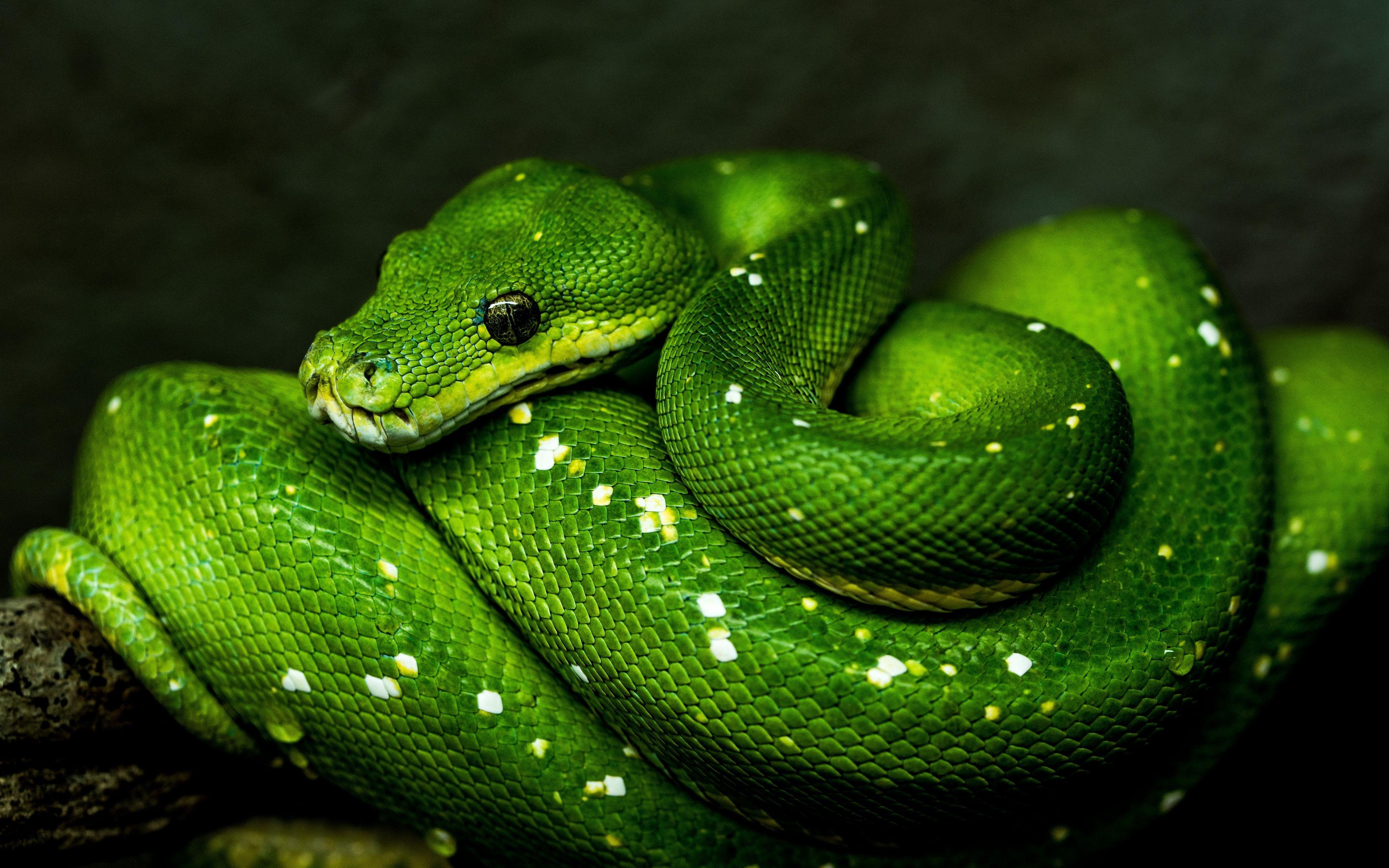 3840x2400 Wallpaper Snake