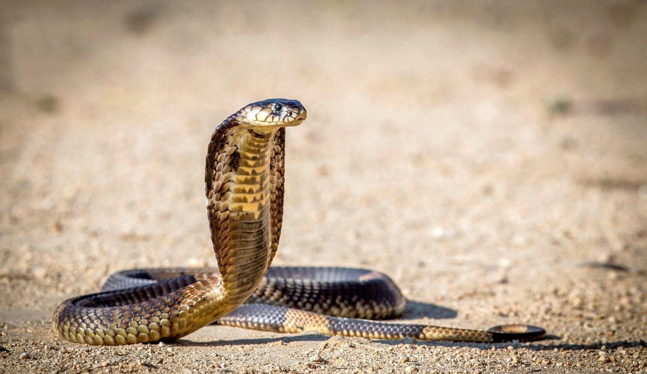 2560x1480 Indian King Cobra Snake Wallpaper
