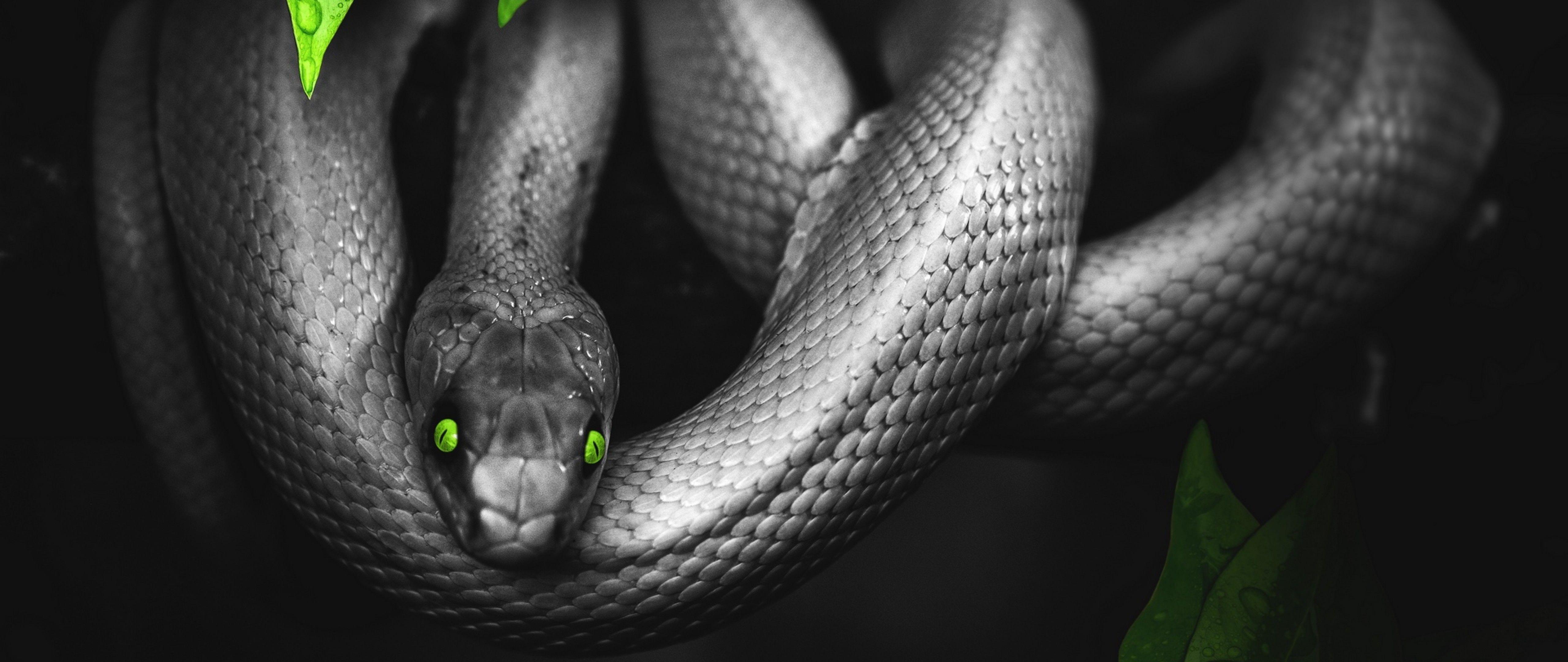 5120x2160 Photoshop snake HD Wallpaper 4K Ultra HD Wide TV Wallpaper