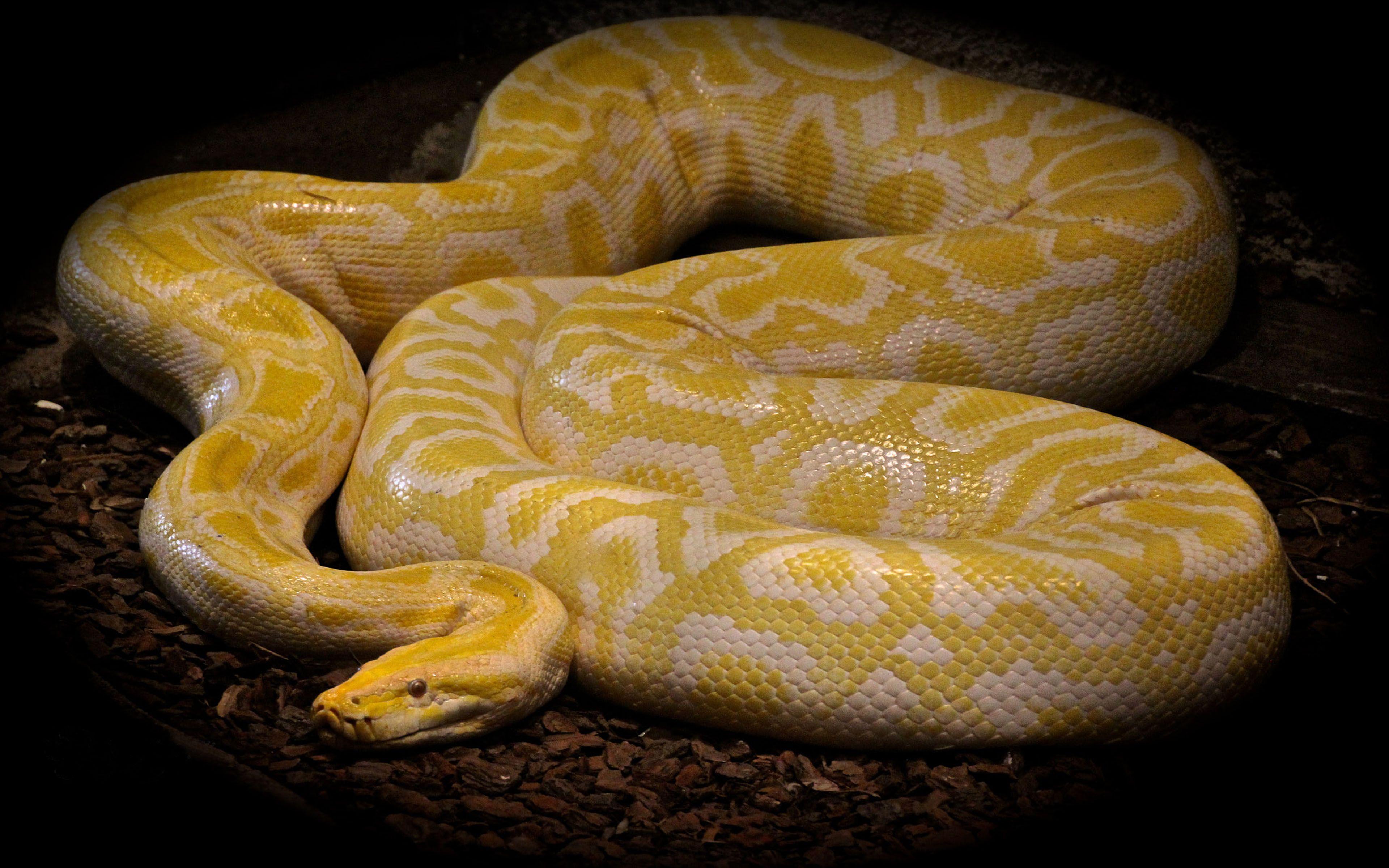 3840x2400 Animals Reptilien Ball Pythons Python Of Bruma Colored Snake With