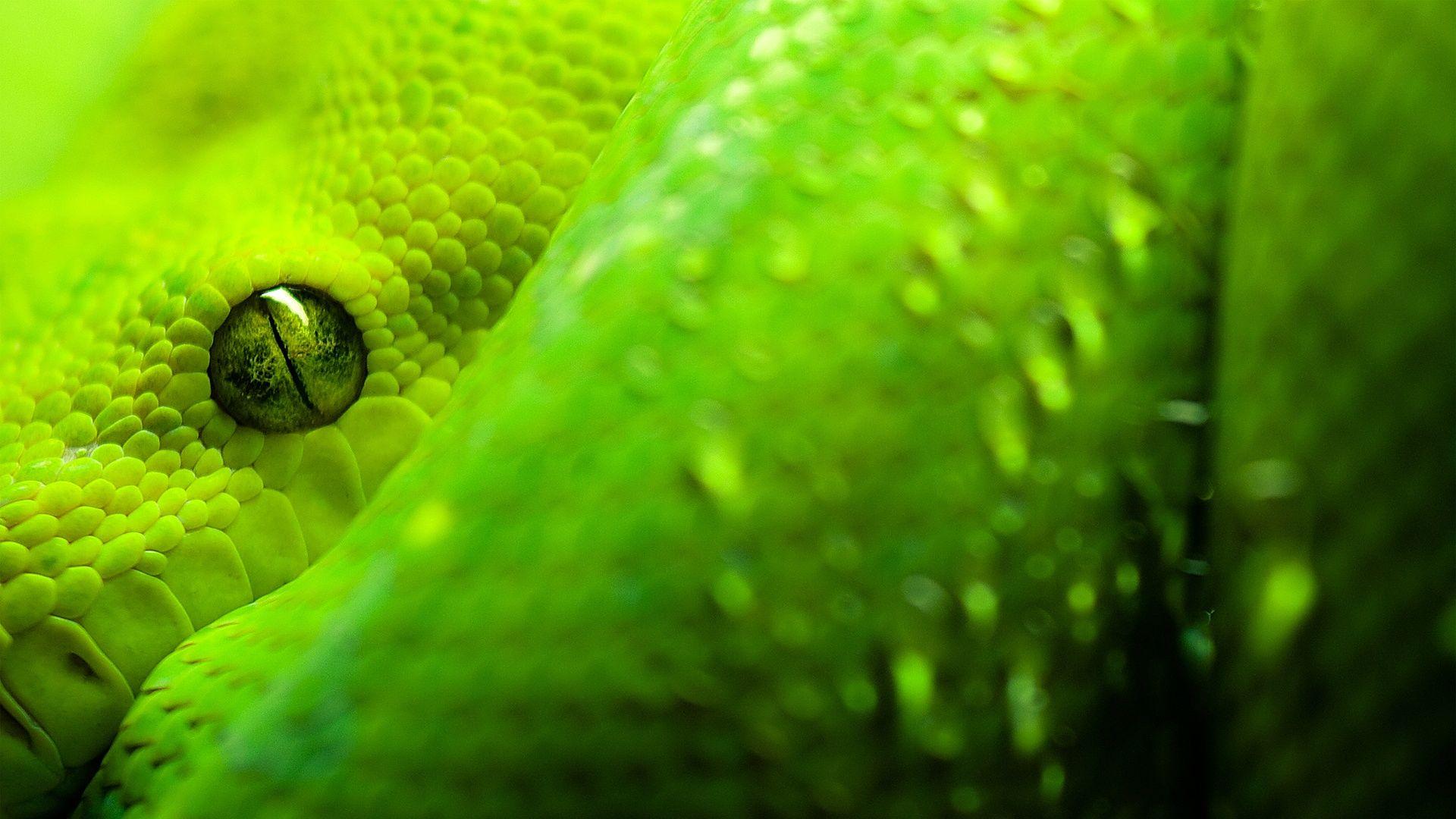 Ultra HD Snakes Wallpapers - Top Free Ultra HD Snakes Backgrounds ...