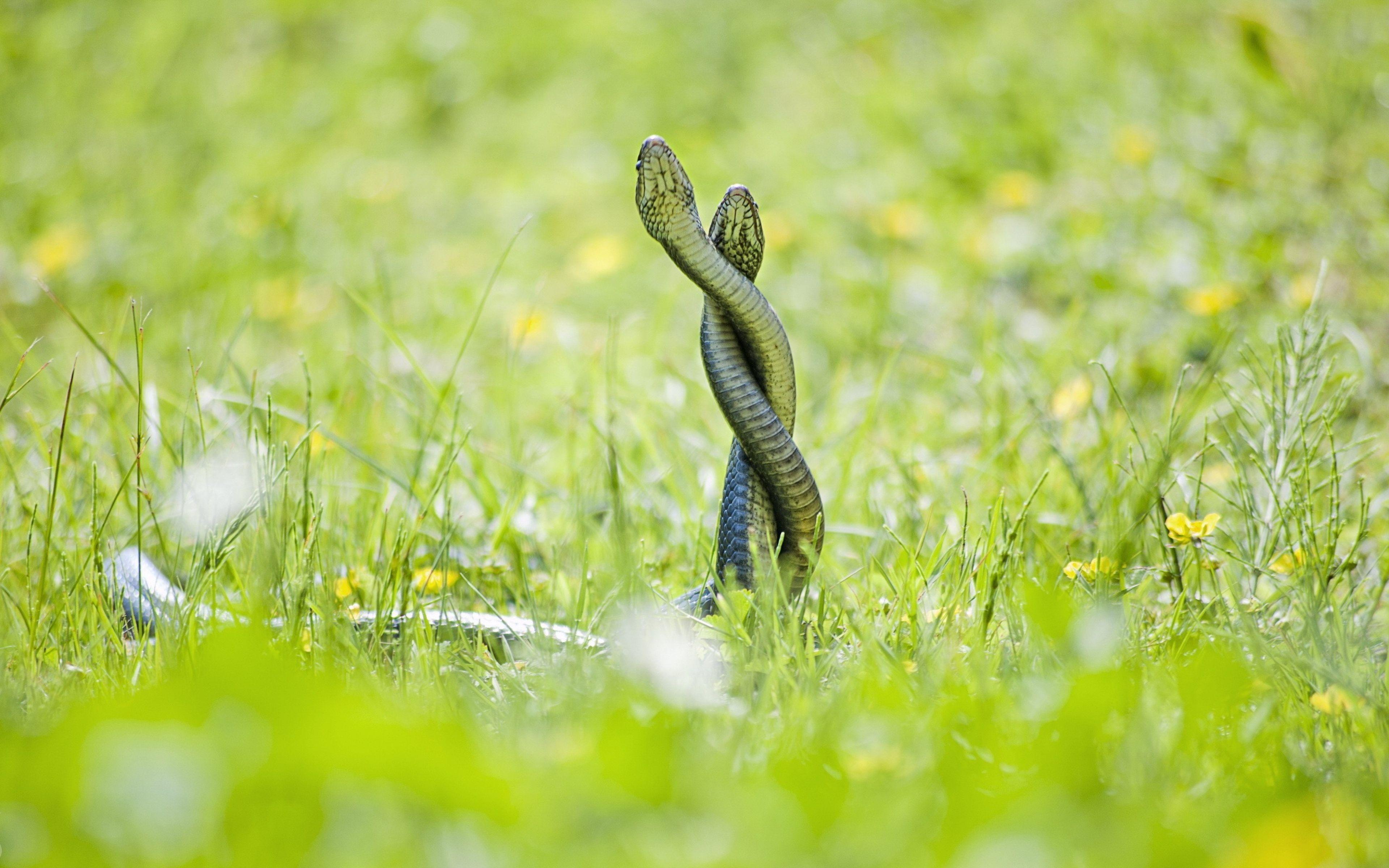 3840x2400 Live Grass Snake Wallpaper (46), PC, B.SCB WP&BG Collection