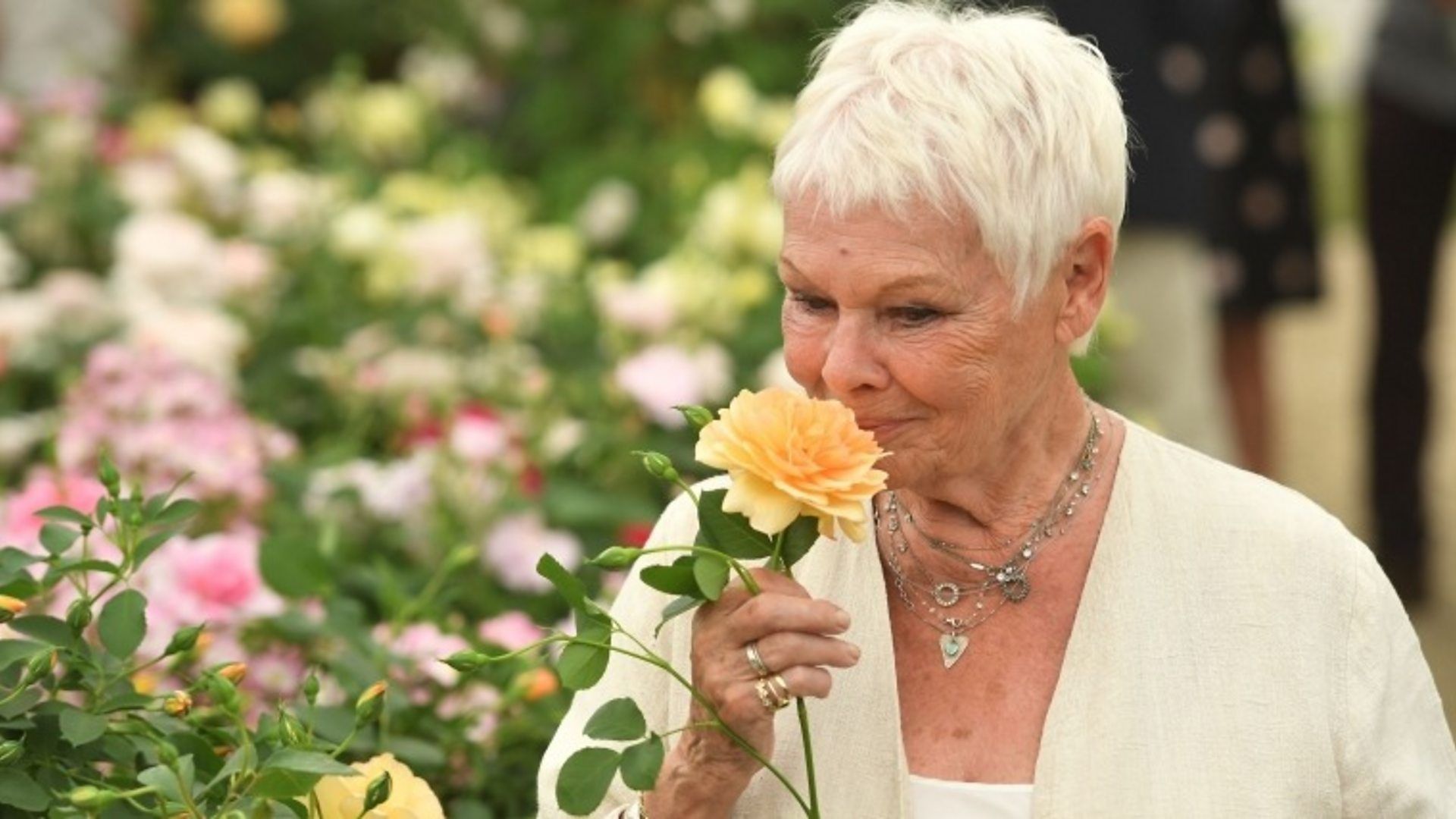 1920x1080 Dame Judi Dench has rose named after her