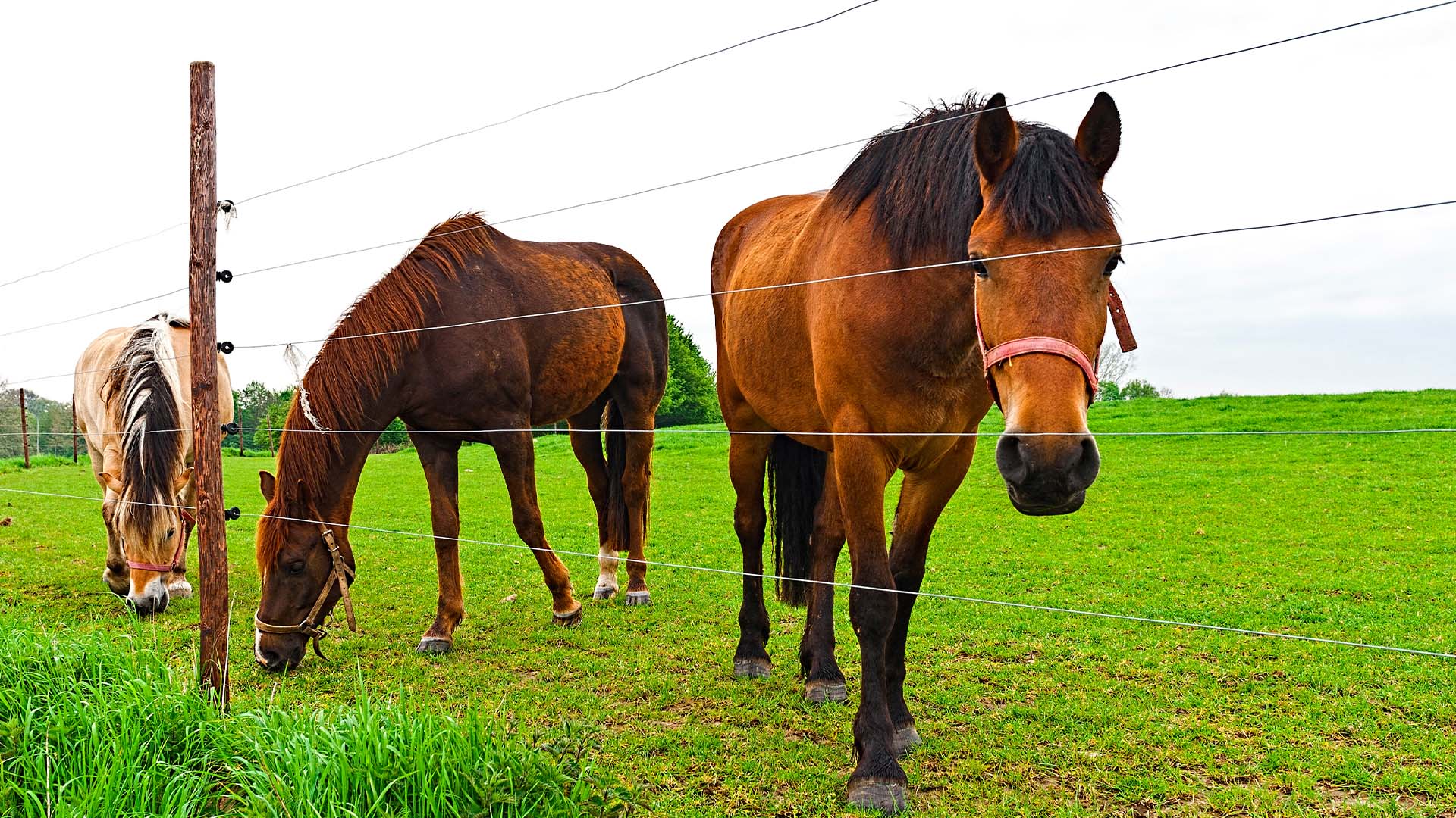 1920x1080 How to Troubleshoot Your Electric Fence
