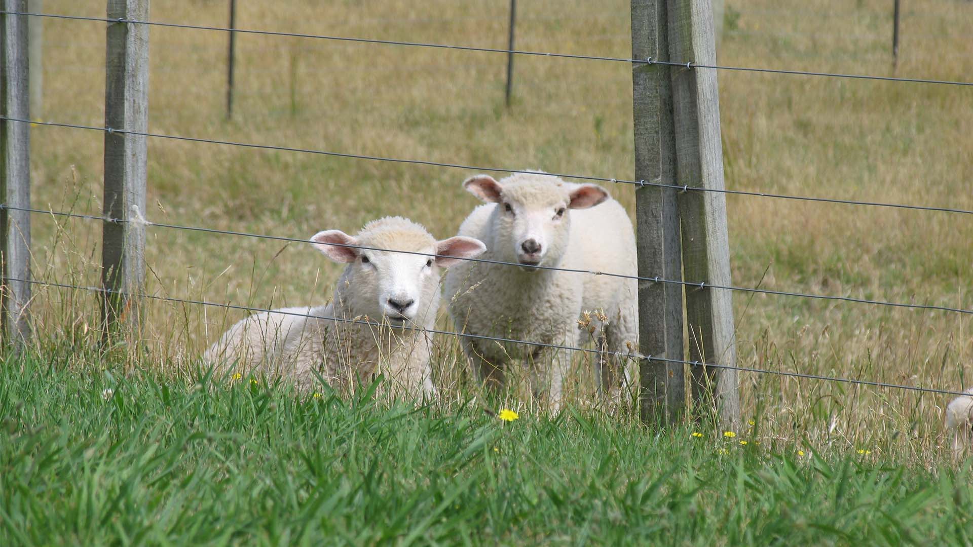 1920x1080 Keep Sheep In and Predators Out With Electric Fencing