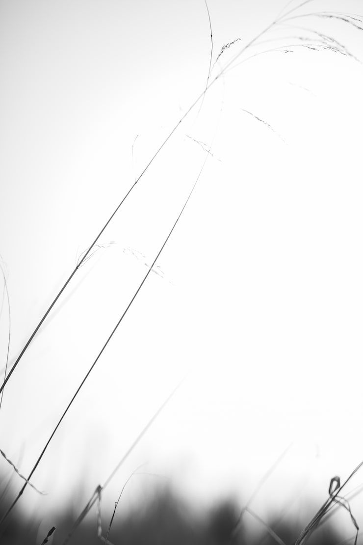 740x1110 No background razor wire Image