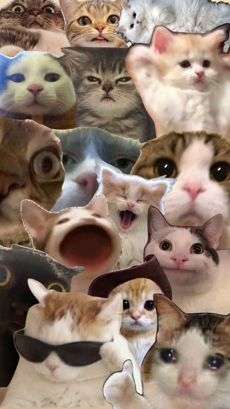 736x1308 Check out mjcanders12's Shuffles. Funny cat wallpaper, Cat wallpaper, Cute cat wallpaper