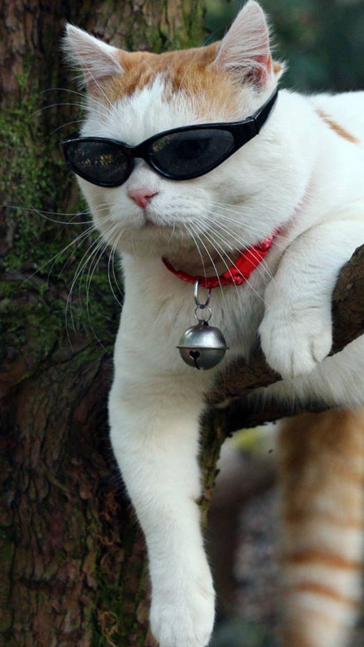 720x1280 very cool funny cat mobile phone wallpaper