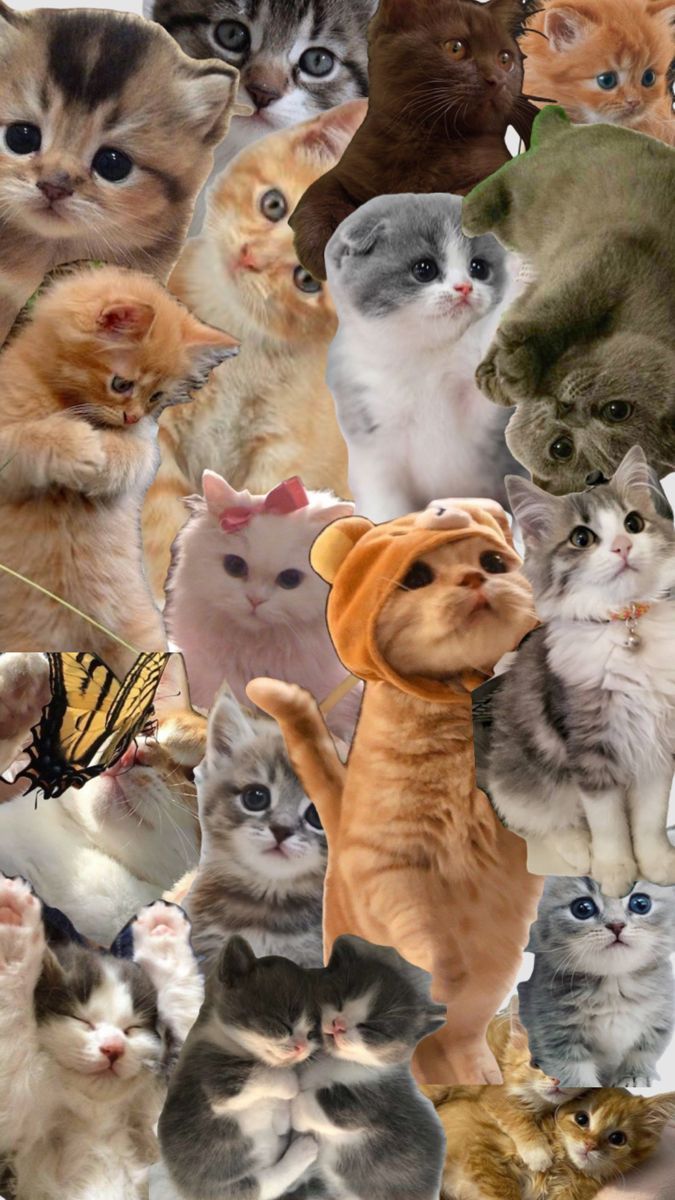 675x1200 Funny cat wallpaper, cats, cat wallpaper, cat compilation