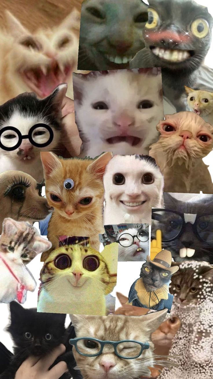 736x1308 cat memes. Funny cat image, Cat memes, Silly cats picture