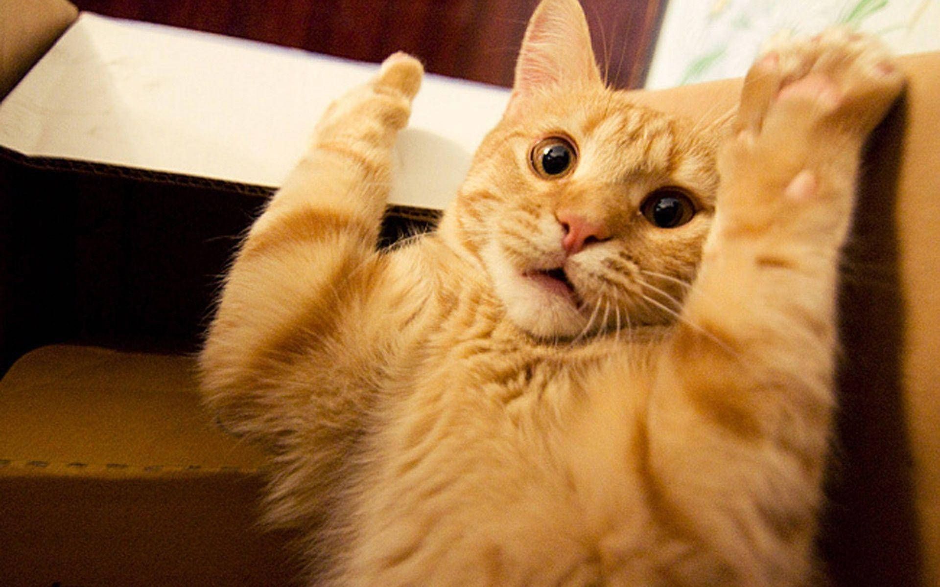 1920x1200 Funny Cat Wallpaper