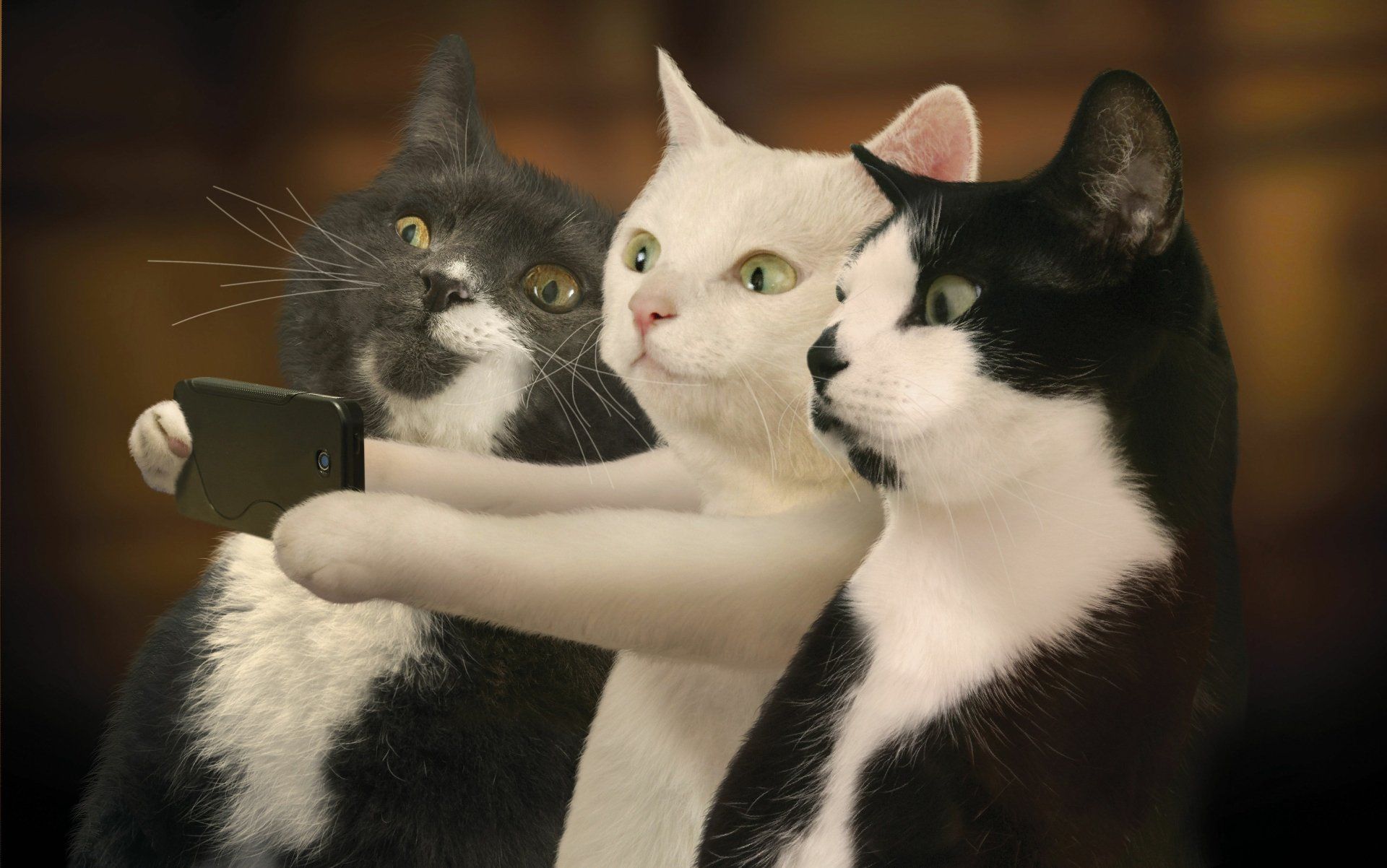 1920x1202 Funny Cat Selfie in Stunning 4K Ultra HD Wallpaper!