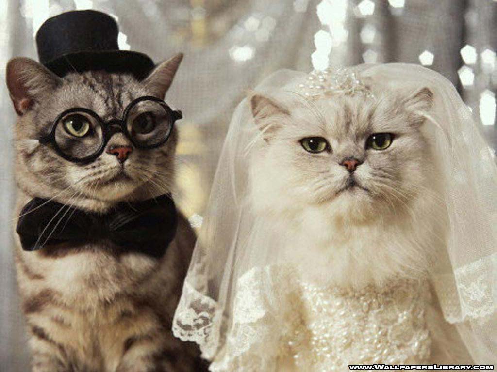 1024x768 Funny Cats Wedding Wallpaper. Postcards From Istanbul