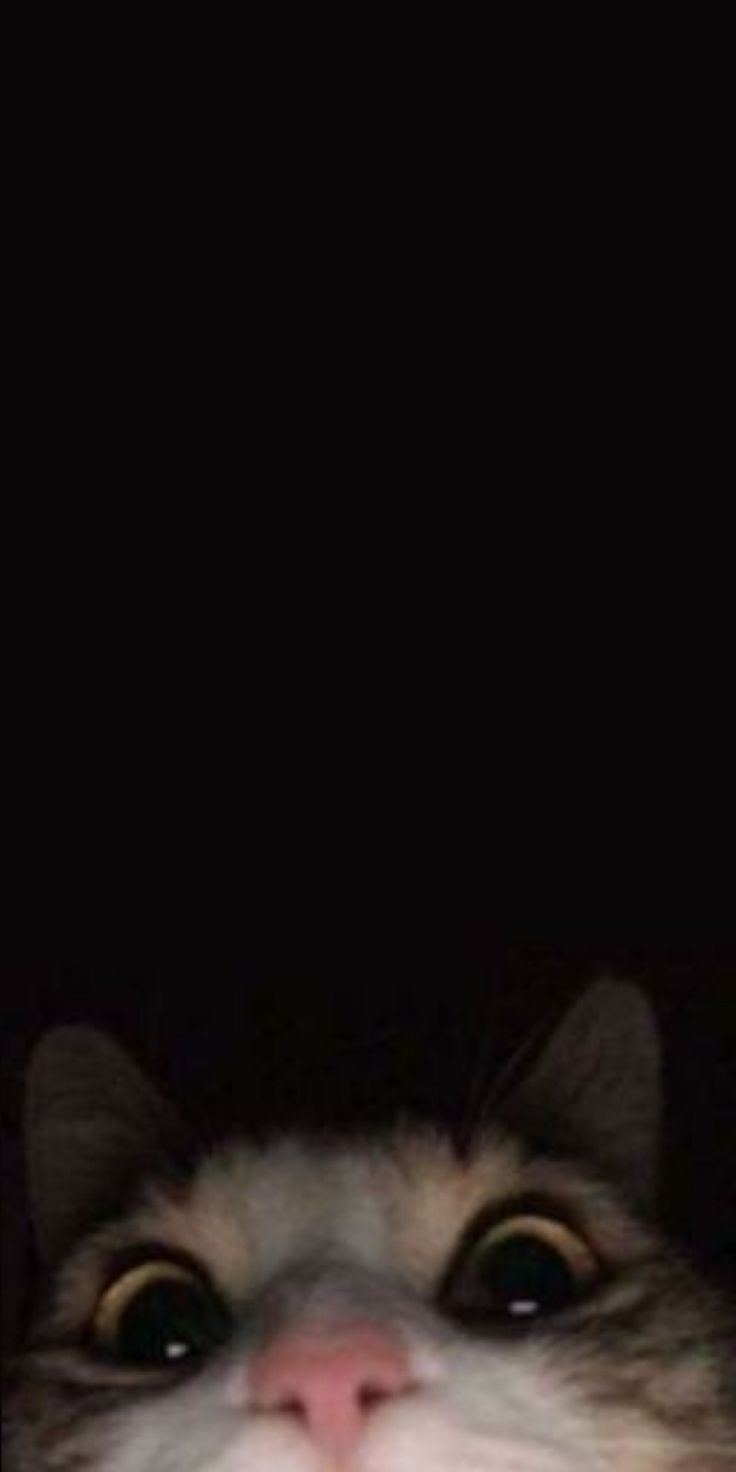 736x1472 funny cats