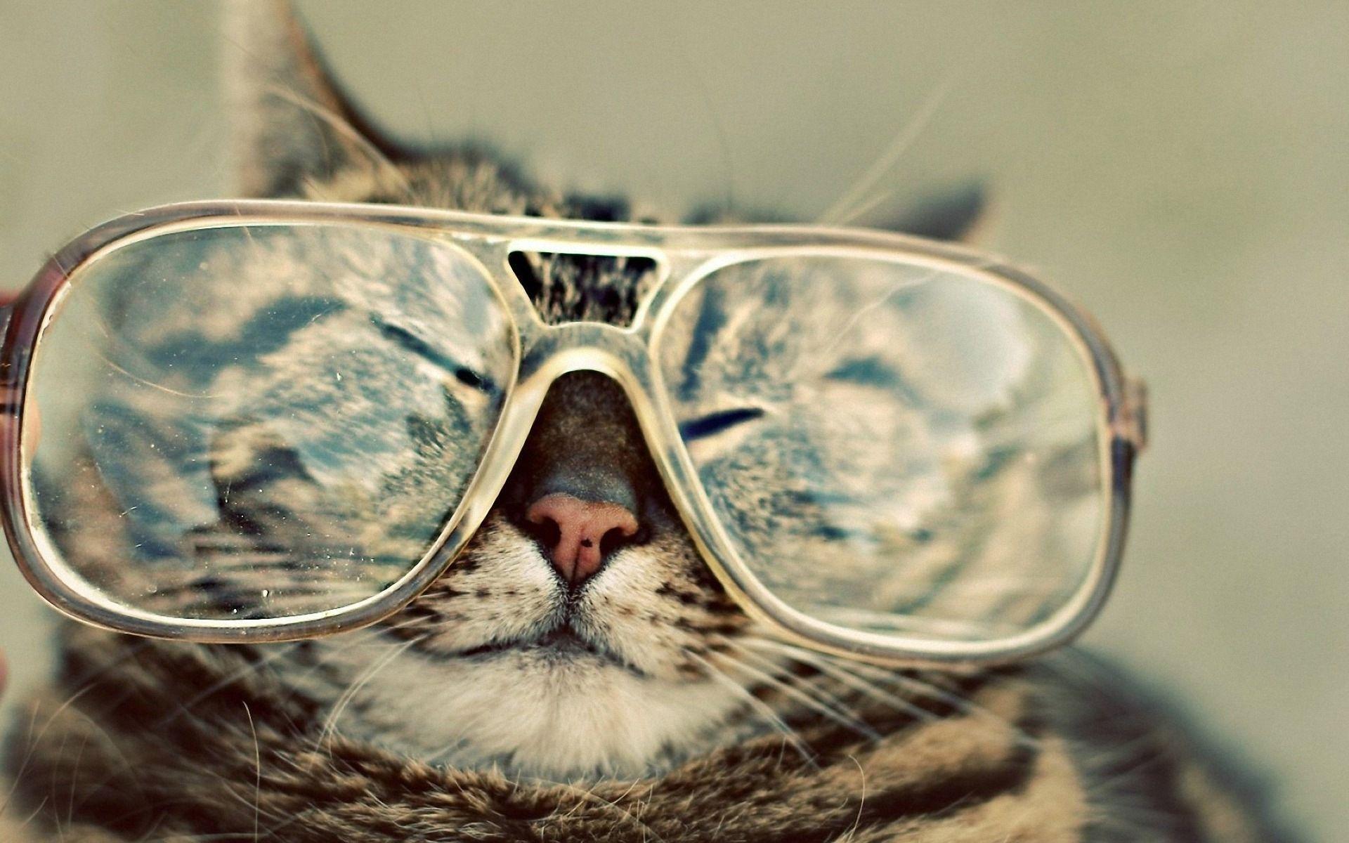 1920x1200 Funny Cat Desktop Wallpaper