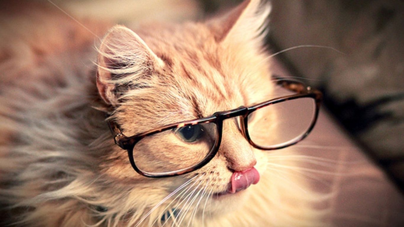 1366x768 Funny Cat Wallpaper