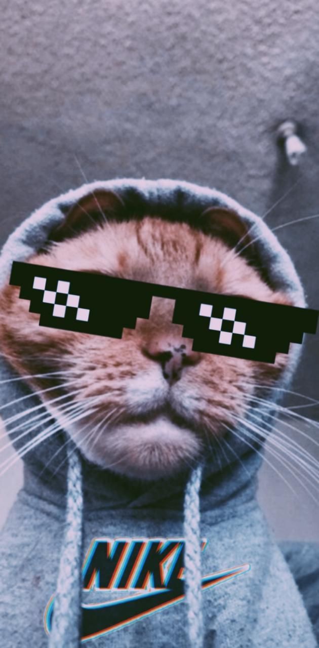 630x1280 Cat wallpaper
