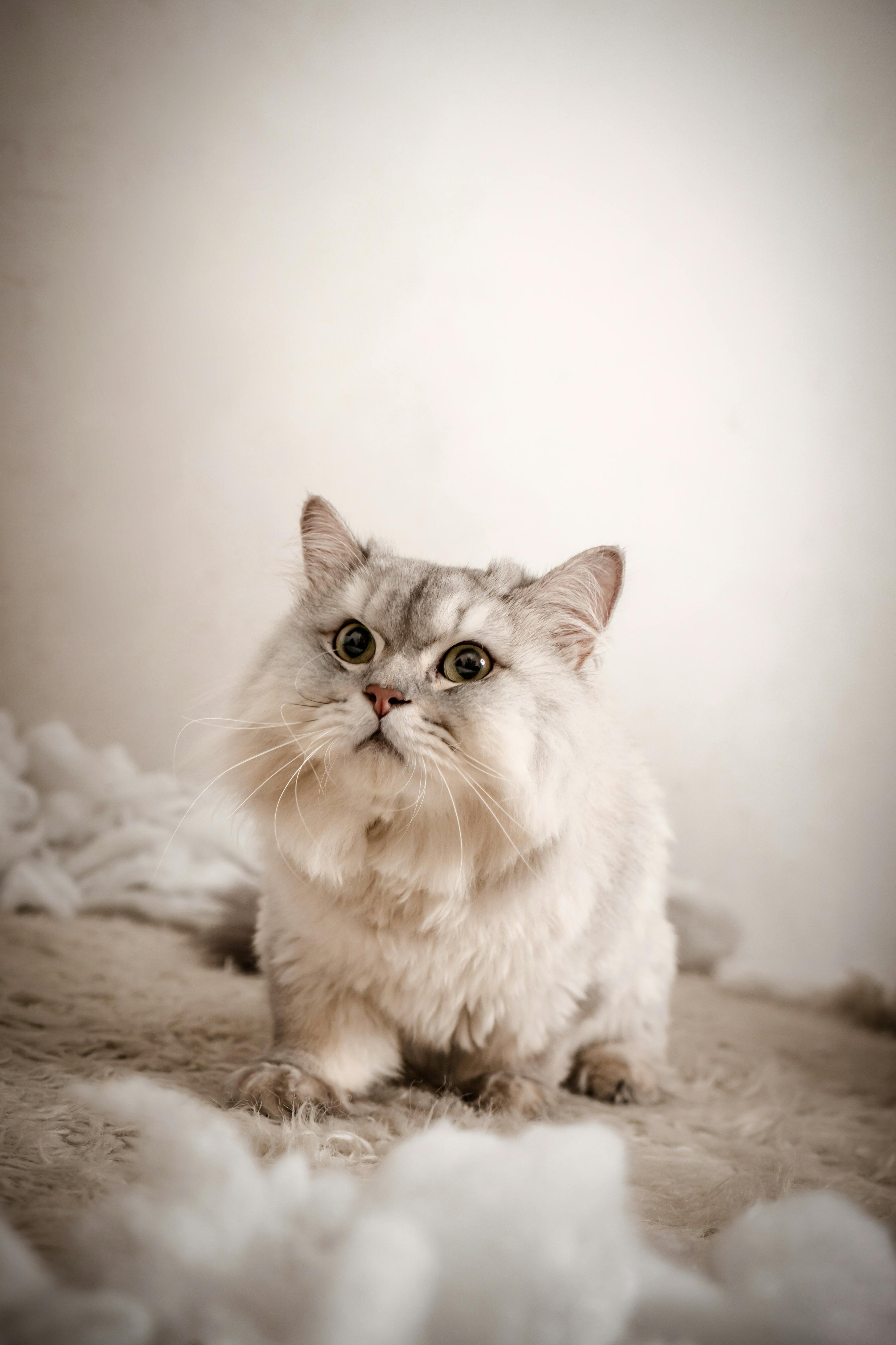3139x4709 Fluffy Funny Cat · Free