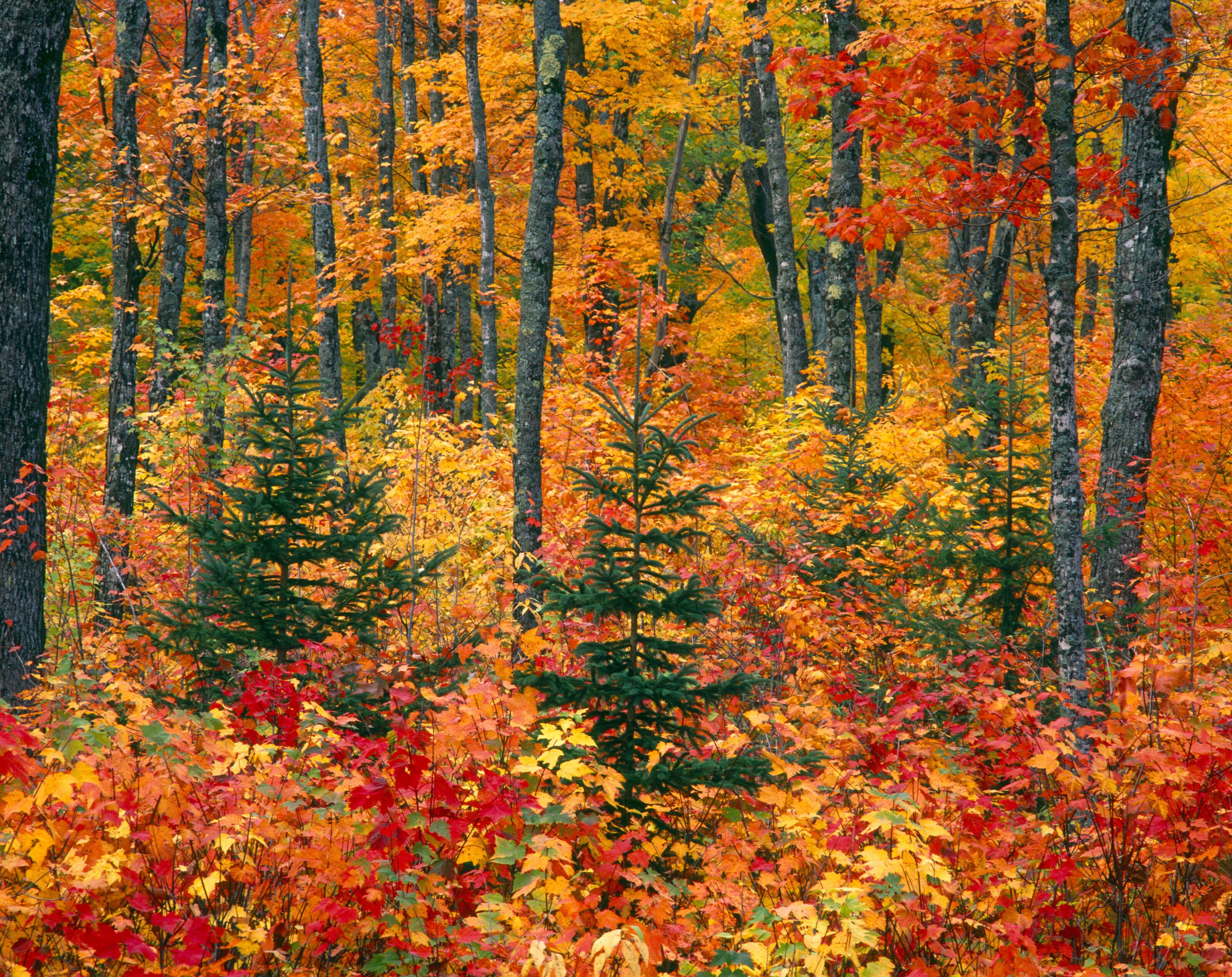 3200x2538 Autumn in the Upper Peninsula, Michigan Wall Mural