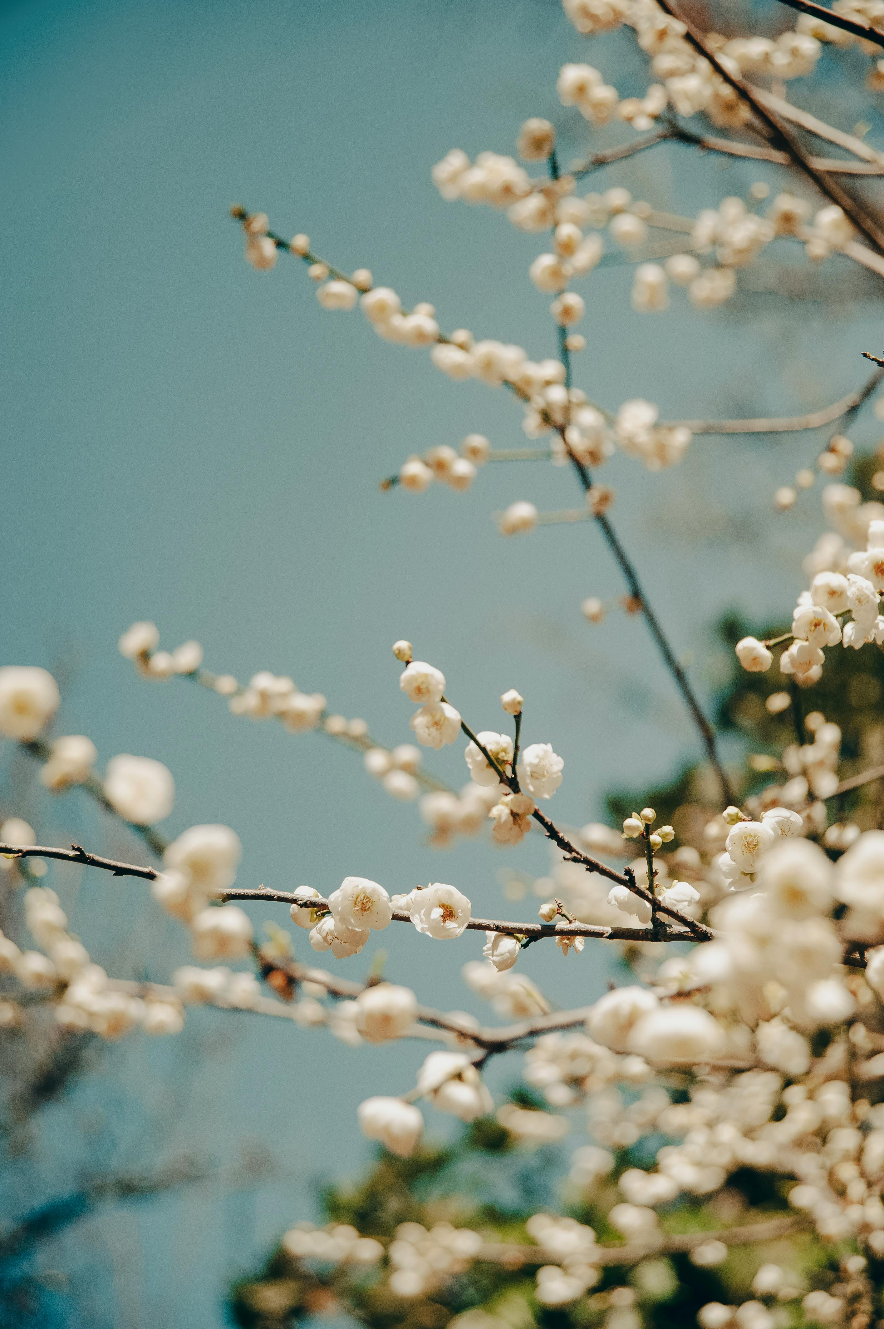 2832x4256 Close up of Spring Blossoms · Free