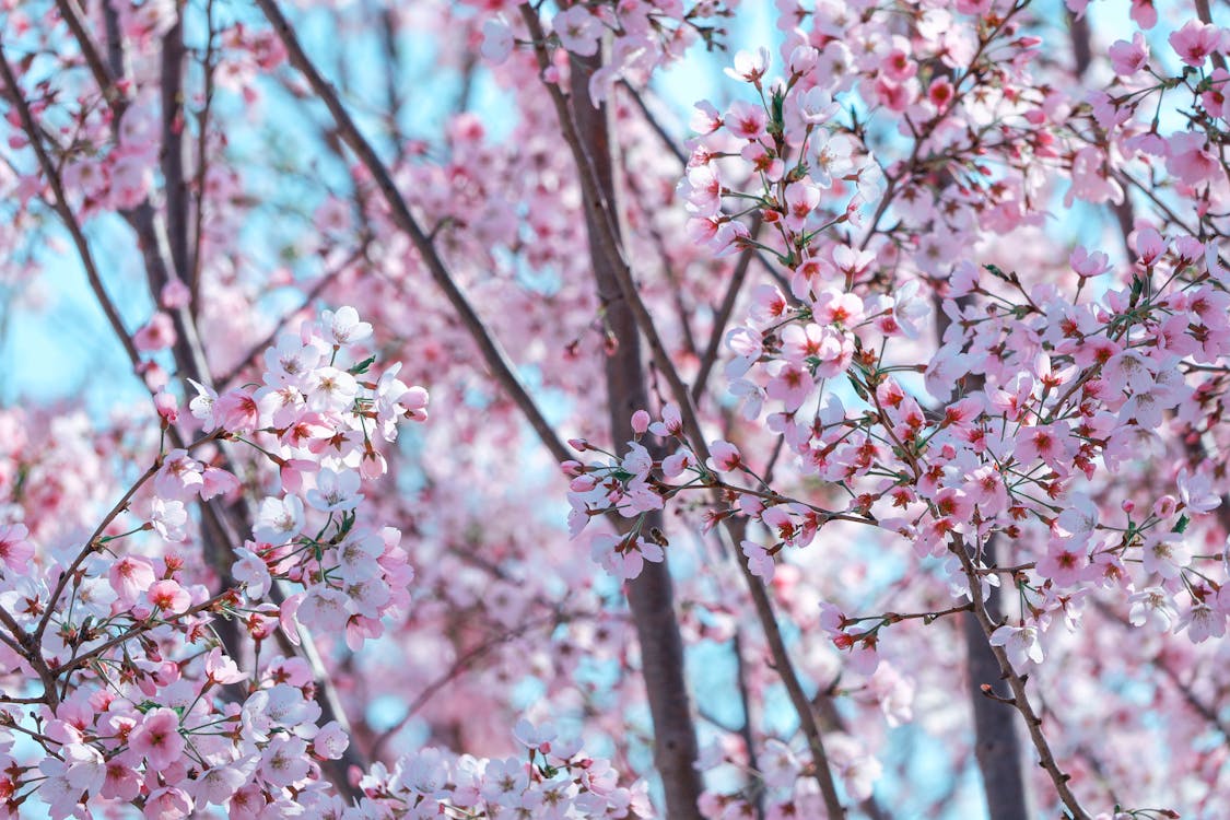 1125x750 Vibrant Cherry Blossoms in Full Spring Bloom · Free