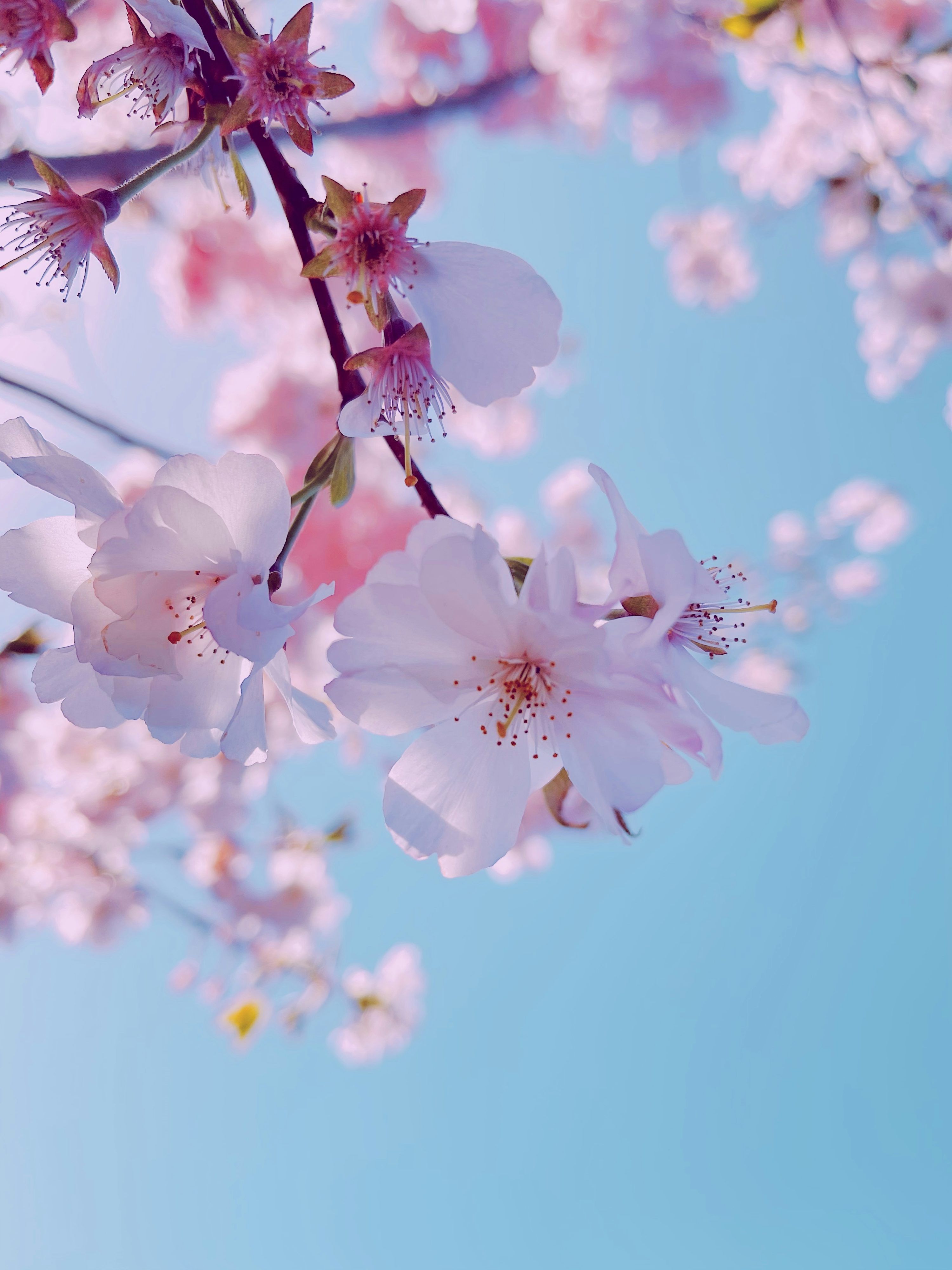 3000x4000 Spring Flower Phone Wallpaper