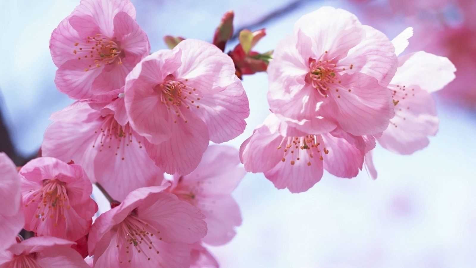 1600x900 Pink Spring Flowers Wallpaper​-Quality Free Image and Transparent PNG Clipart