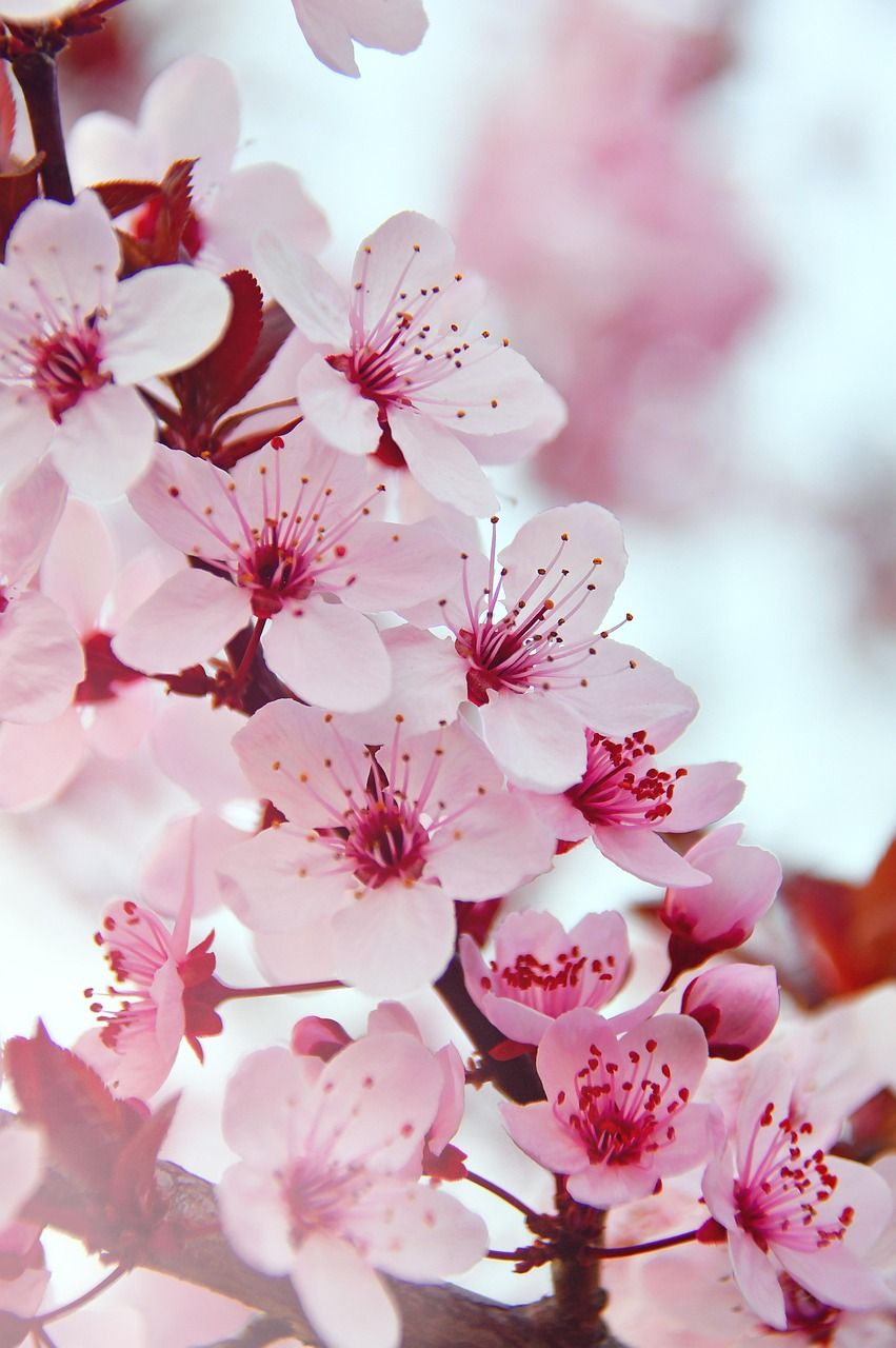 851x1280 Spring Flowers Pink