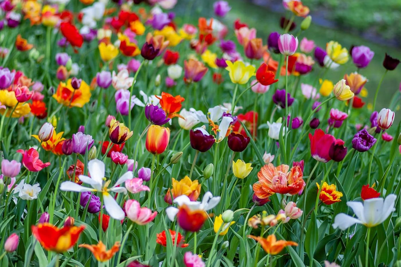 1400x933 Best Spring Flowers For Your Garden