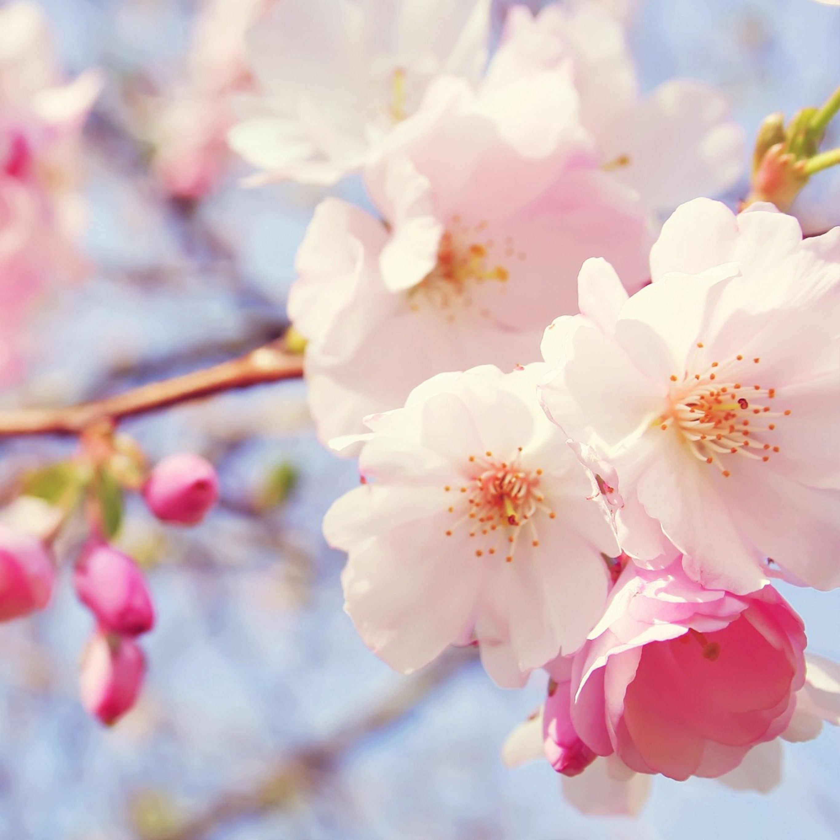 2732x2732 Flowers spring bloom iPad Pro Wallpaper Free Download