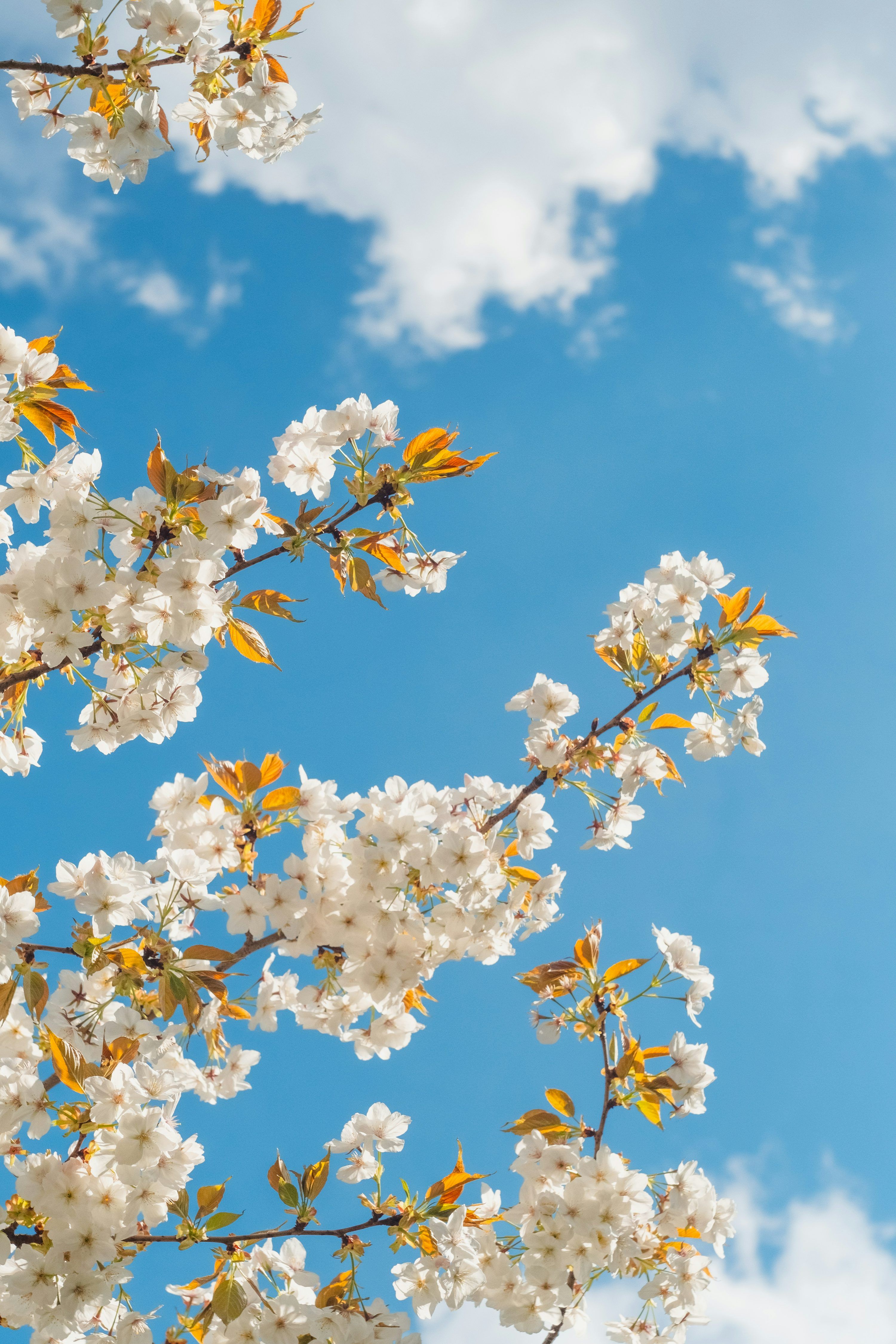 3000x4500 Spring Flowers Picture. Download Free Image