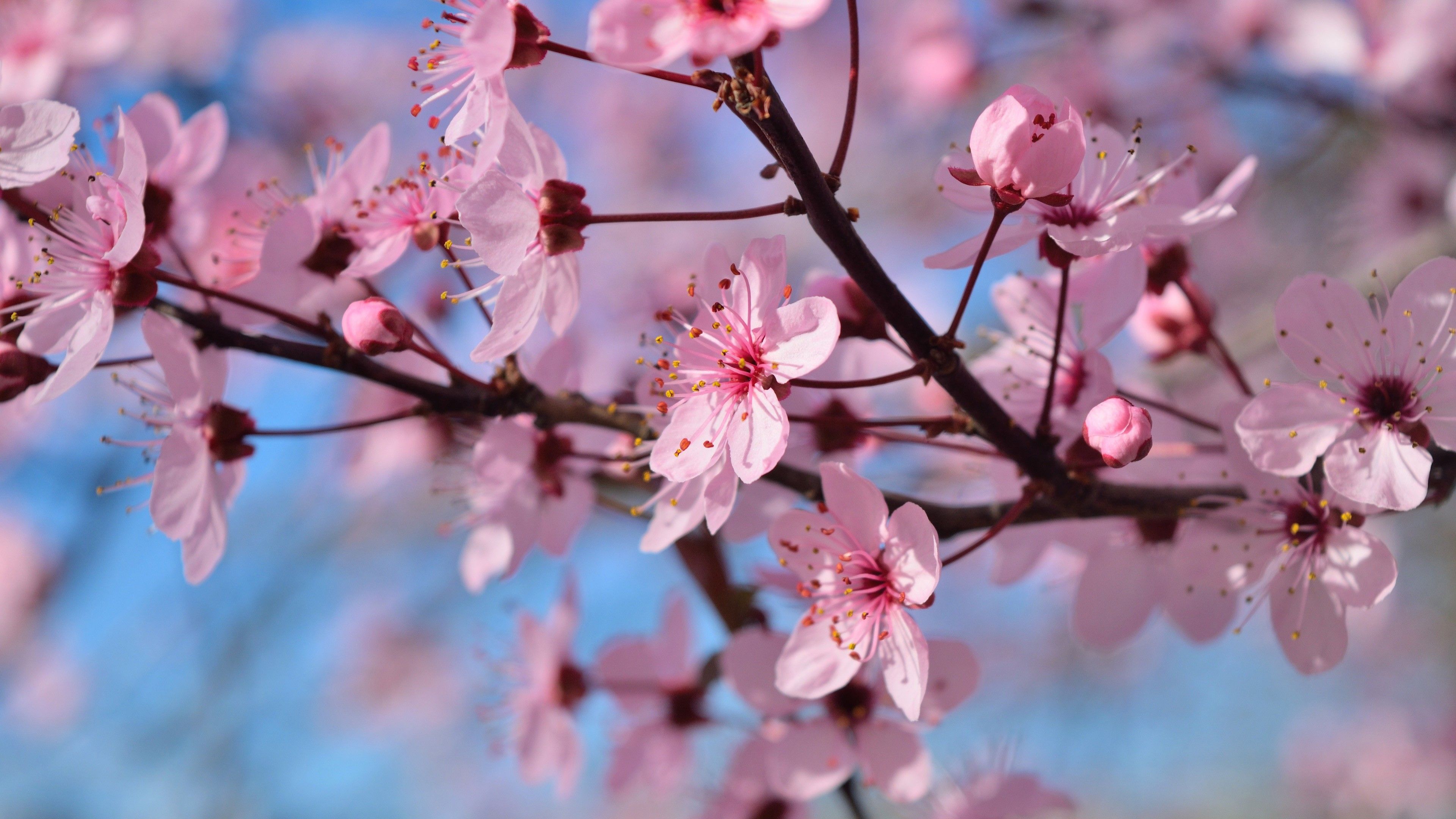 3840x2160 Pink Spring Blossom Season Flowers In Blue Sky Background 4K HD Flowers Wallpaper