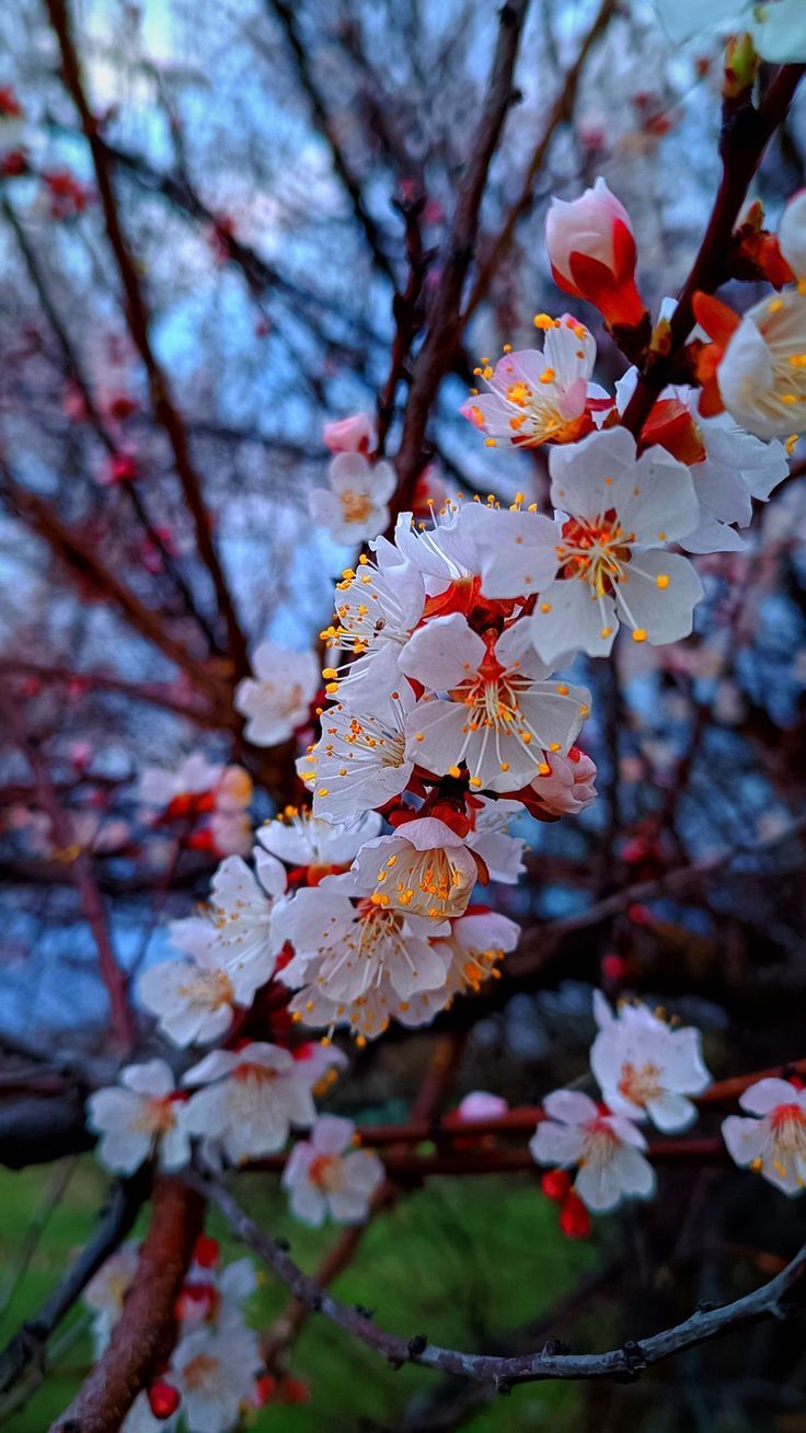 736x1308 Wallpaper flowers, leaves, tree, flora, spring, nature, Flowers 4K by HQ. Download wallpaper flowers, leaves, tree, flora, spring, nature for free