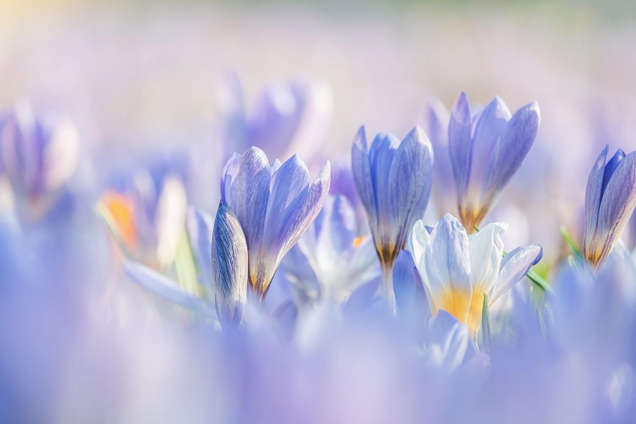 1280x853 Free Spring Flowers & Nature Image