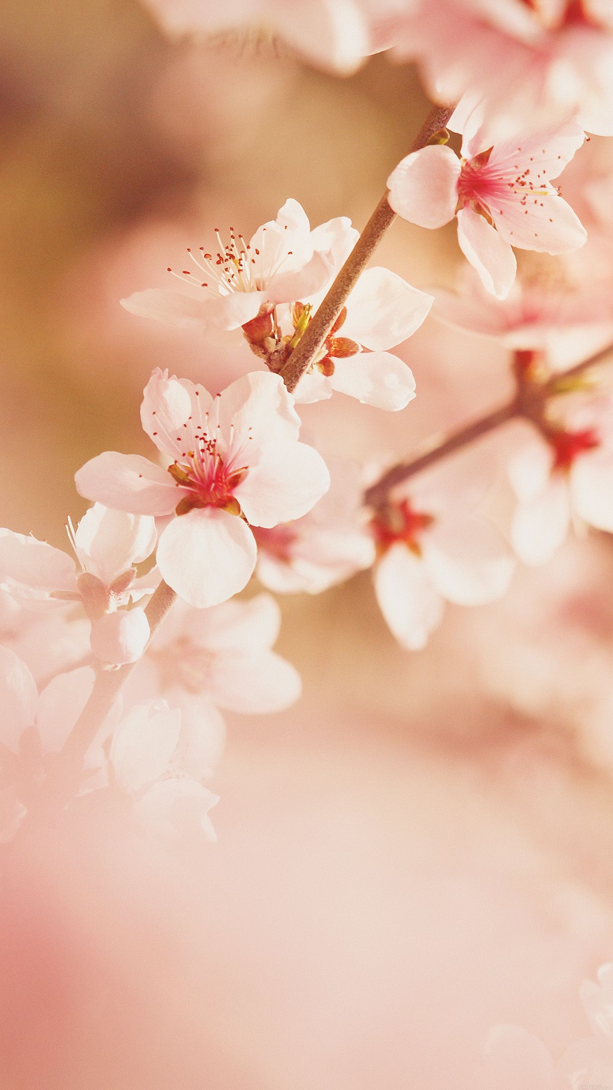 1242x2208 iPhone X wallpaper. spring flower sullysully cherry blossom nature