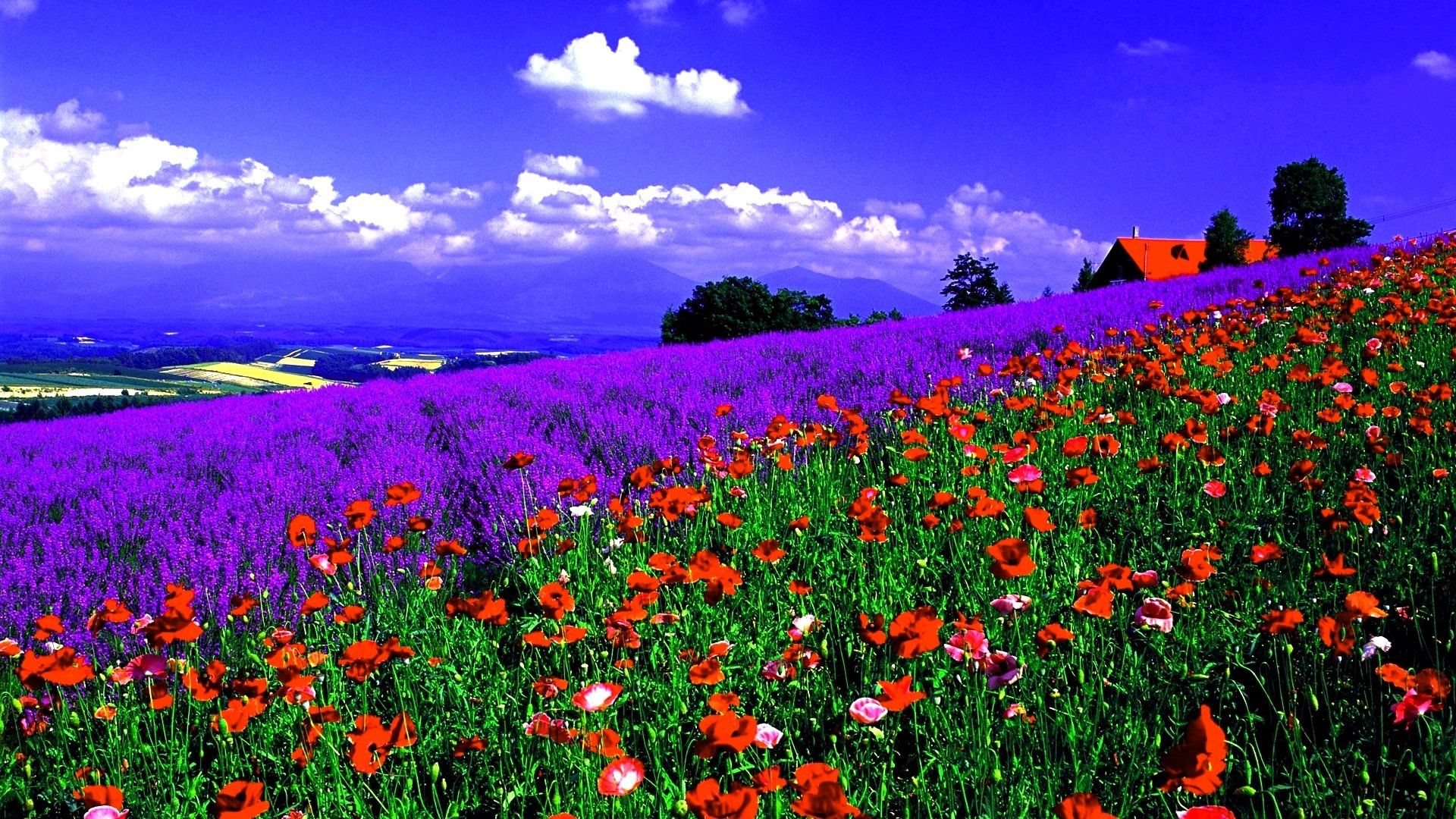 1920x1080 Spring Bloom Landscape HD Wallpaper