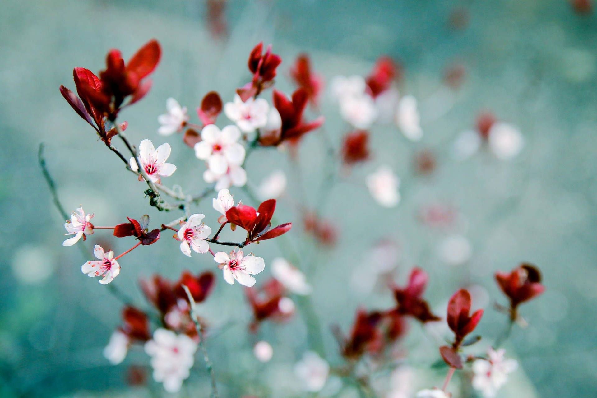 1920x1280 Cute Flowers Spring Wallpaper