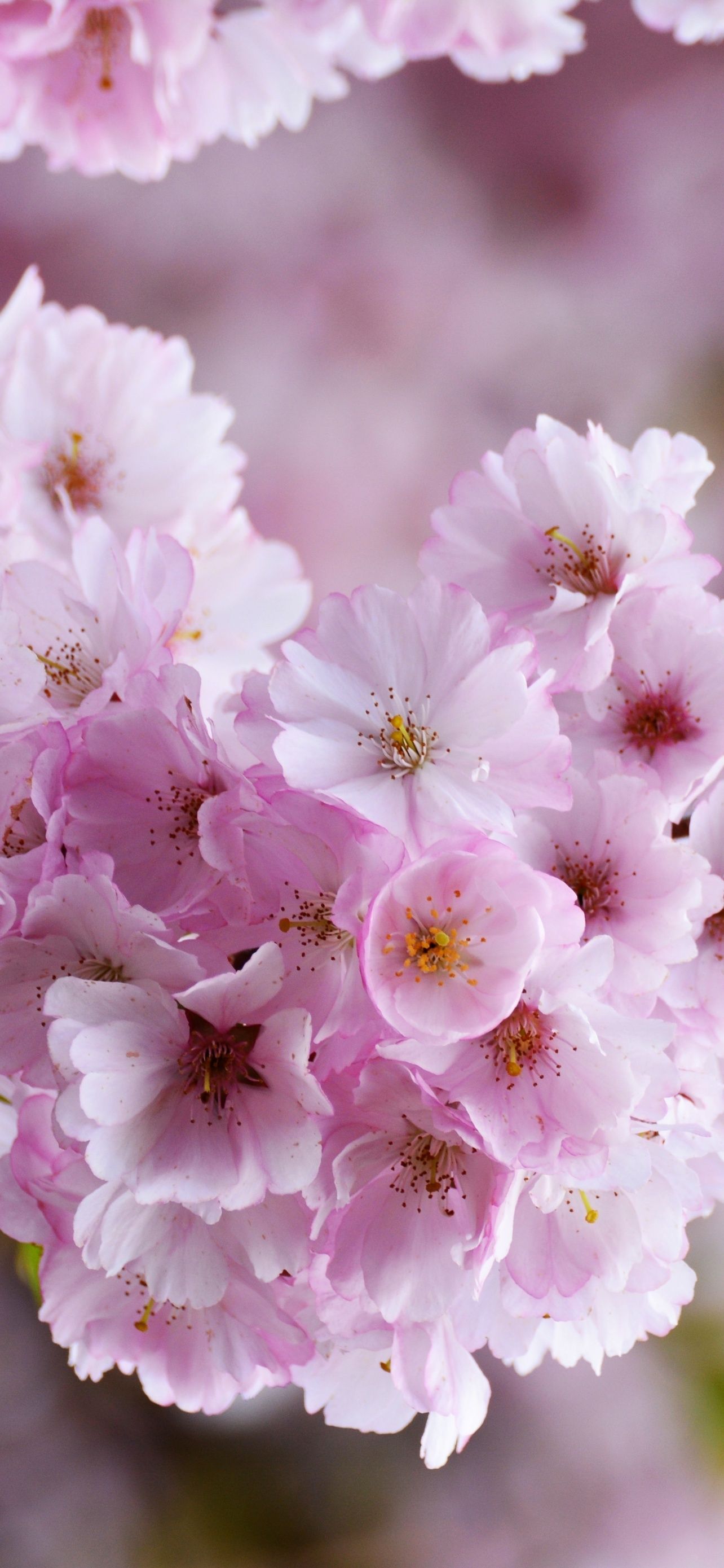 1284x2778 Cherry Blossom Spring Pink Flowers Bloom Tree Blossom