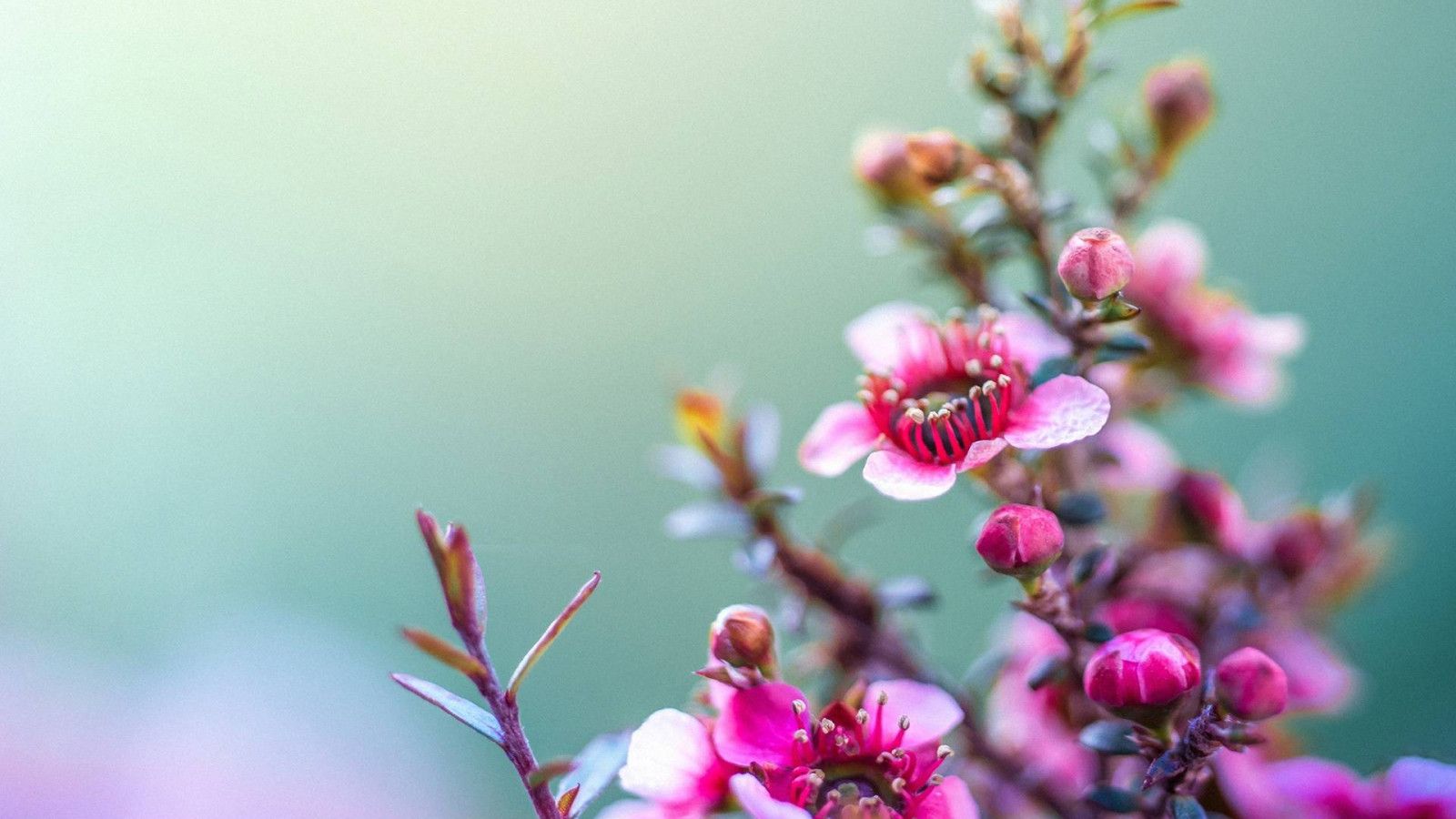 1600x900 Spring Flower Wallpaper 25889